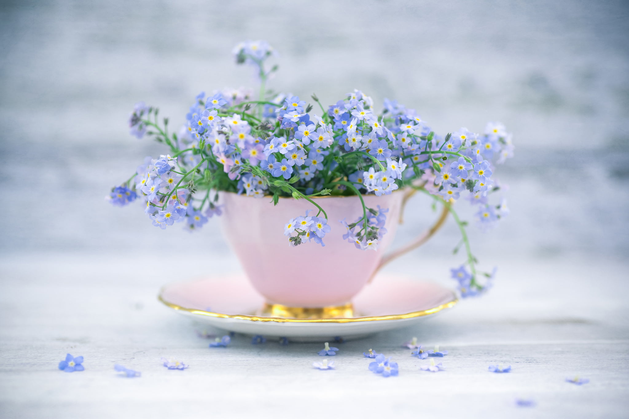 blue flowers, style, mug, Cup, a bunch, forget-me-nots, flowering plant