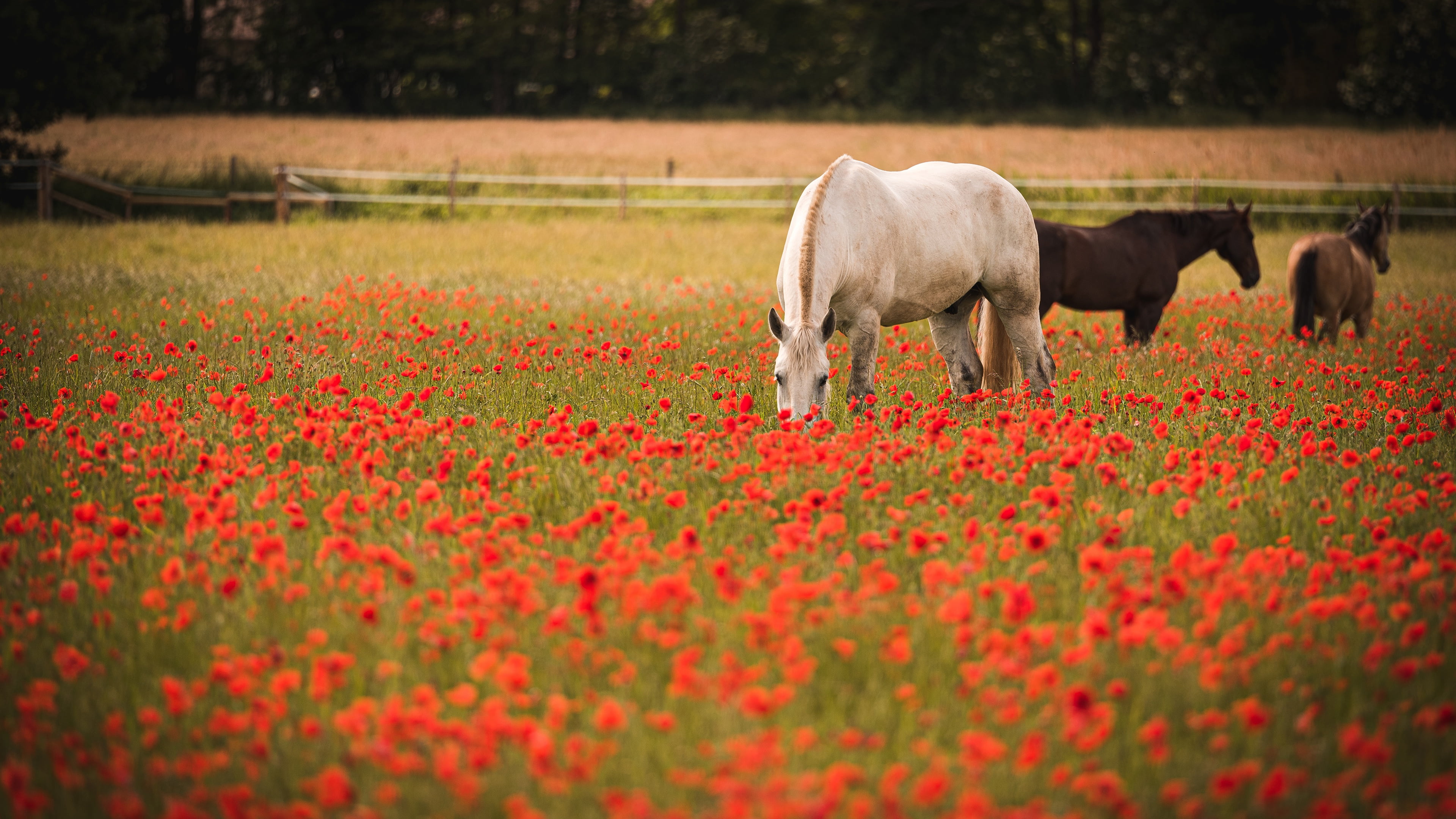 field, white, summer, flowers, nature, horse, Maki, horses