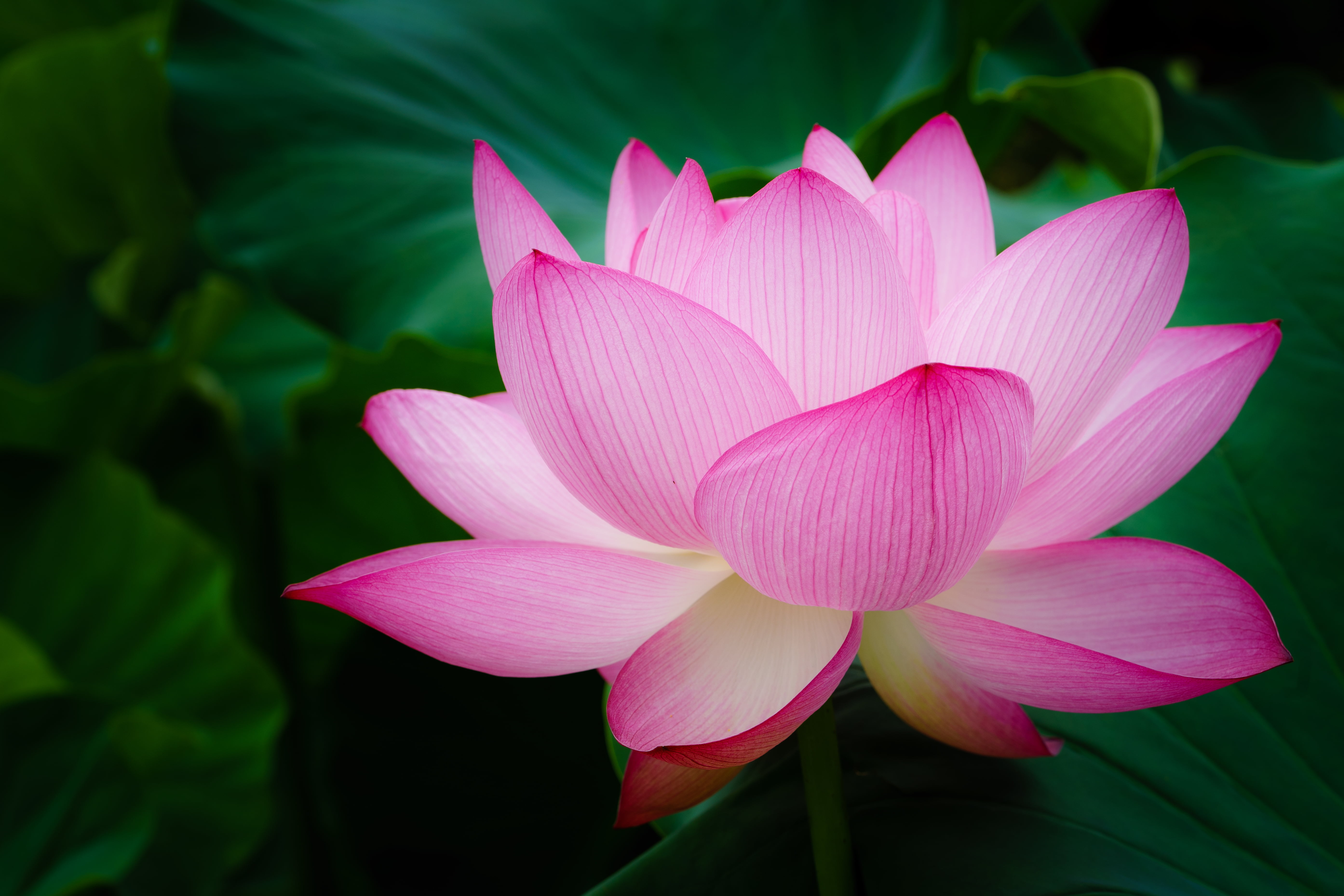 selective focus photography of pink petaled flowers in full bloom, lotus flower, lotus flower