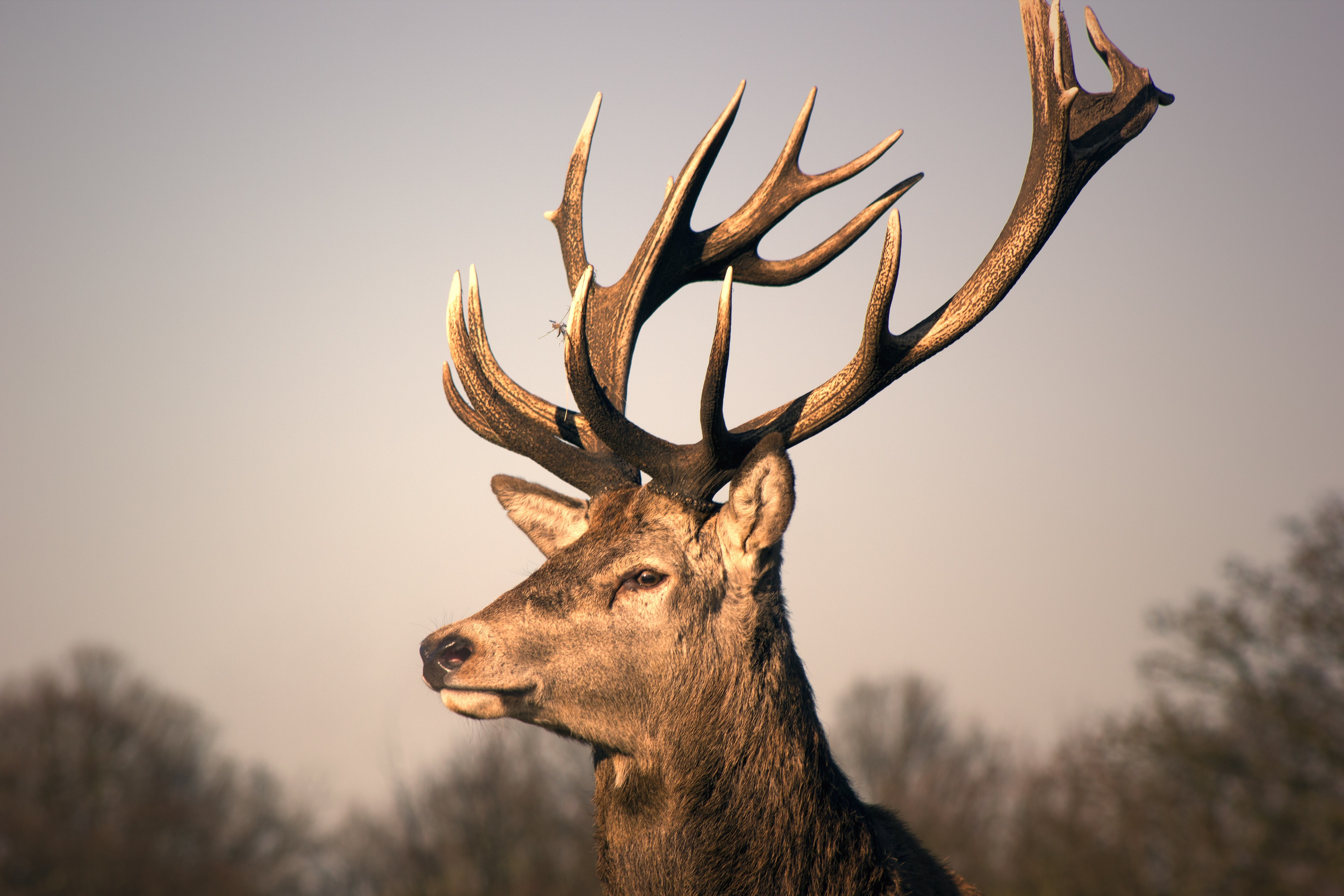 deer