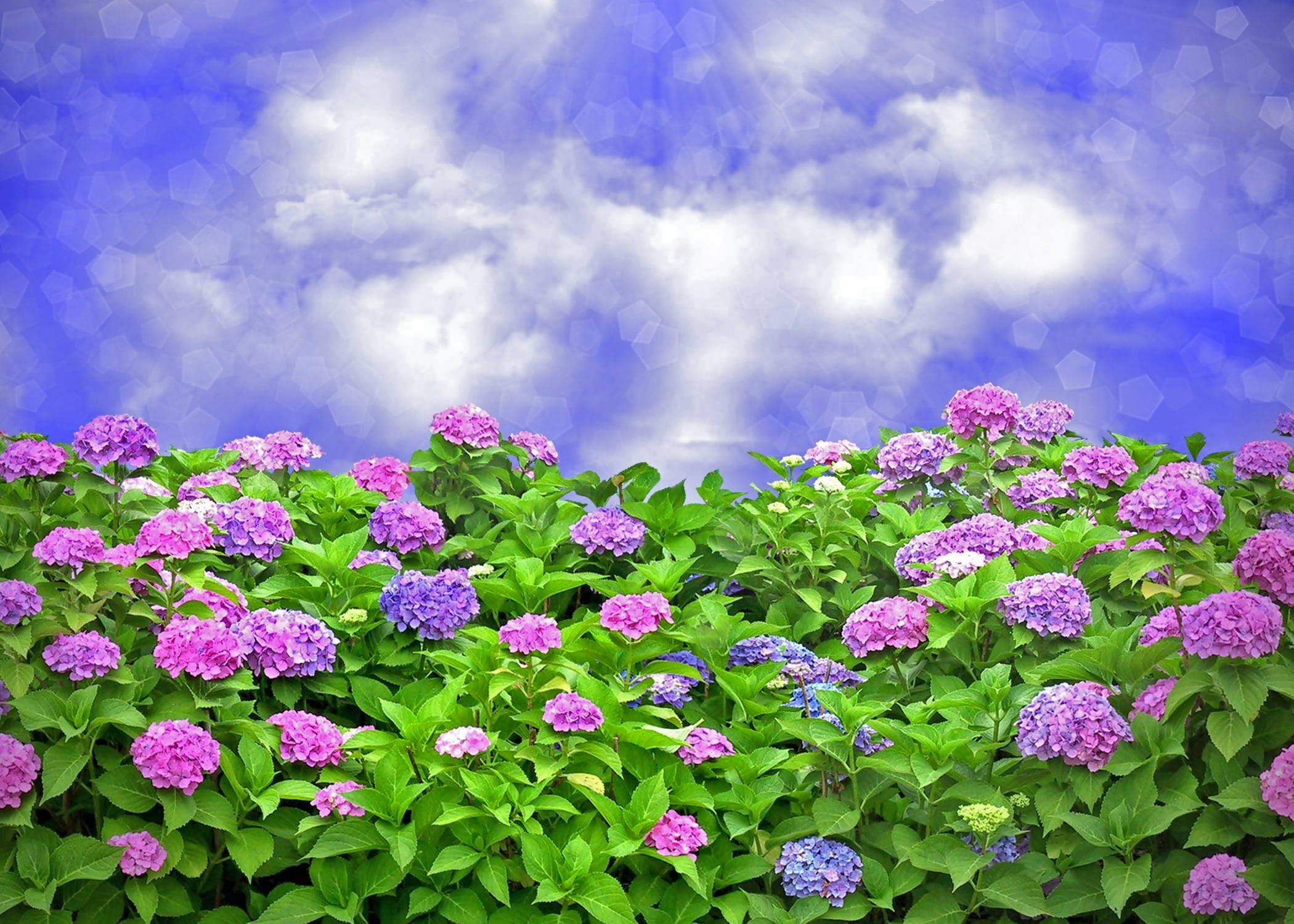 hydrangea, sky