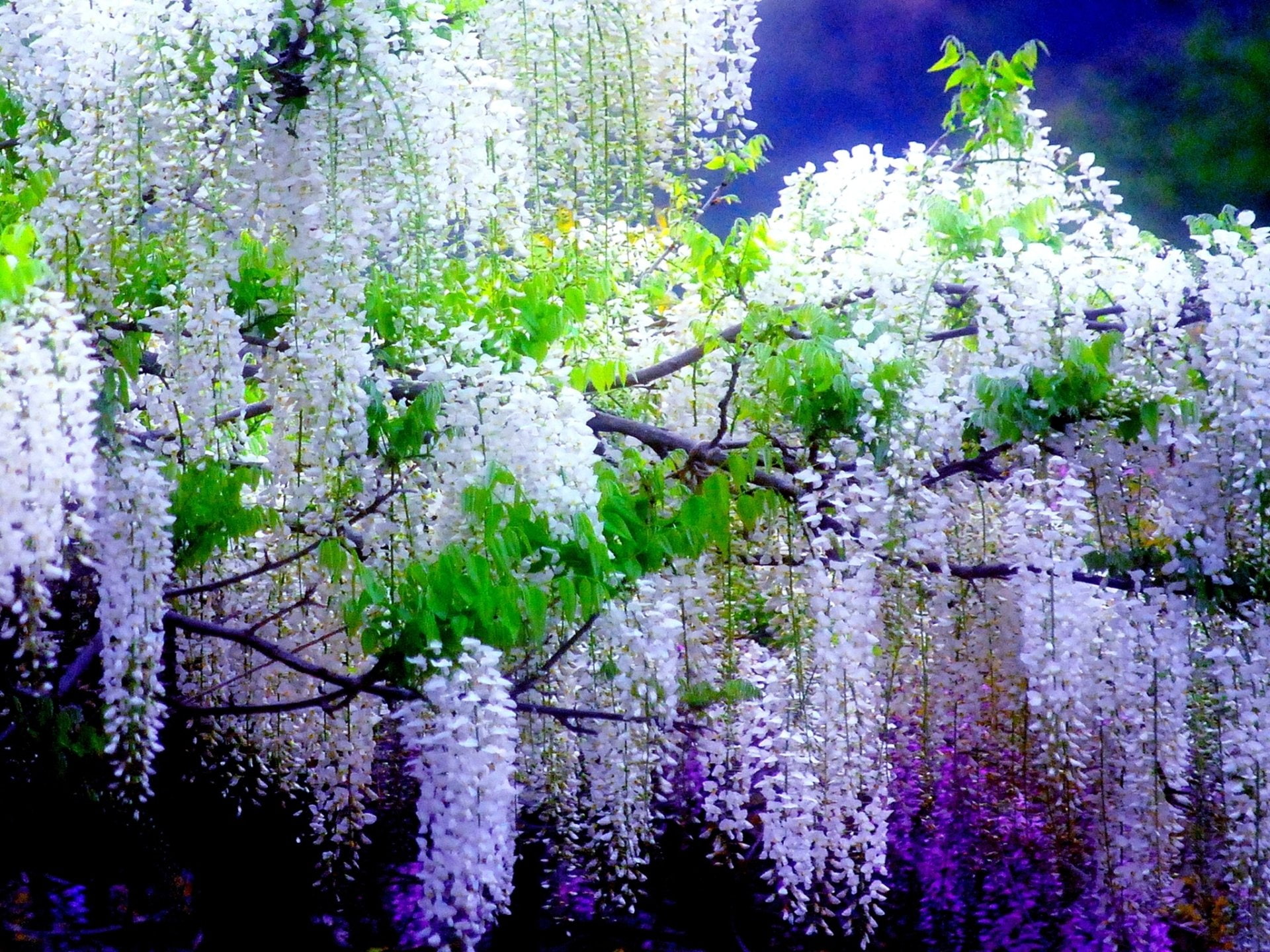 Flowers, Wisteria, Earth, Purple Flower, White Flower