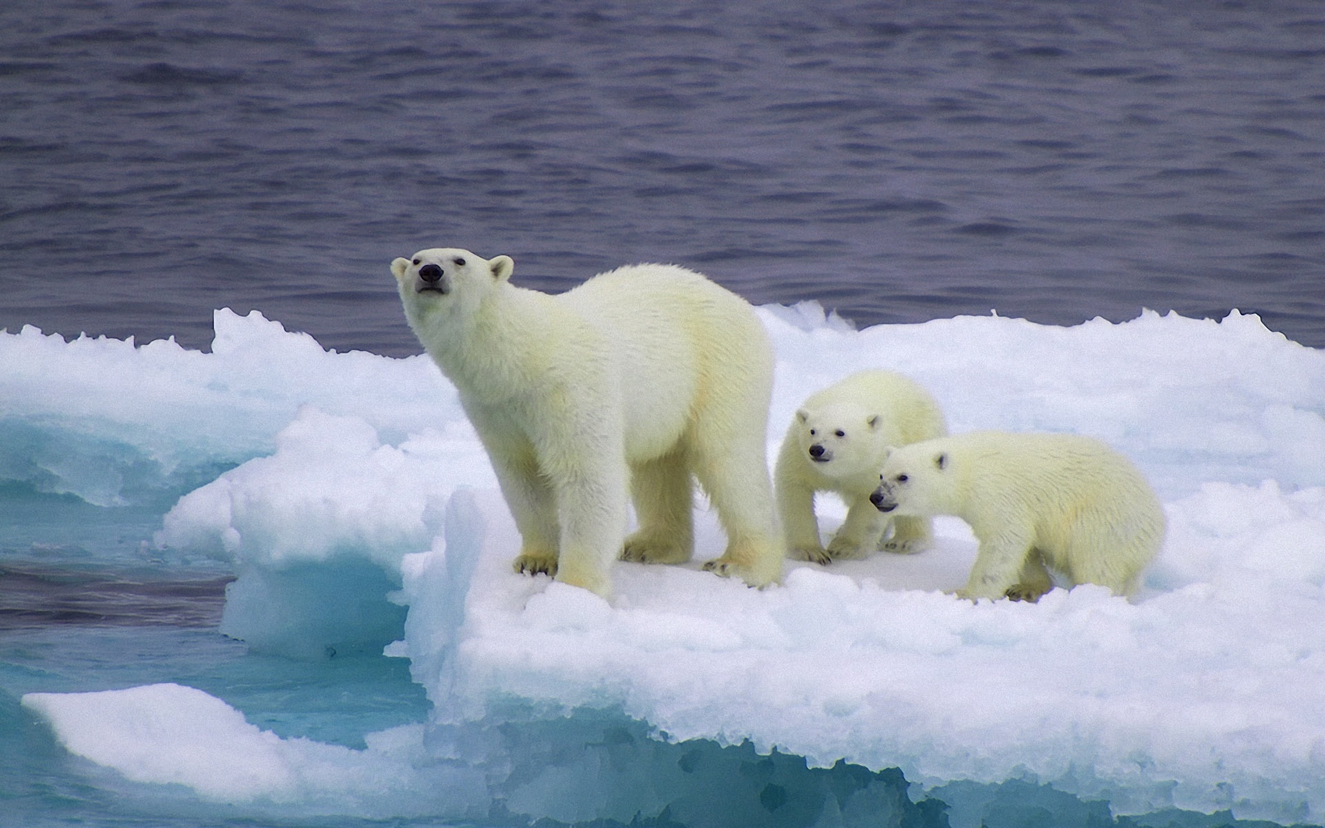 Bear and cubs on an ice floe