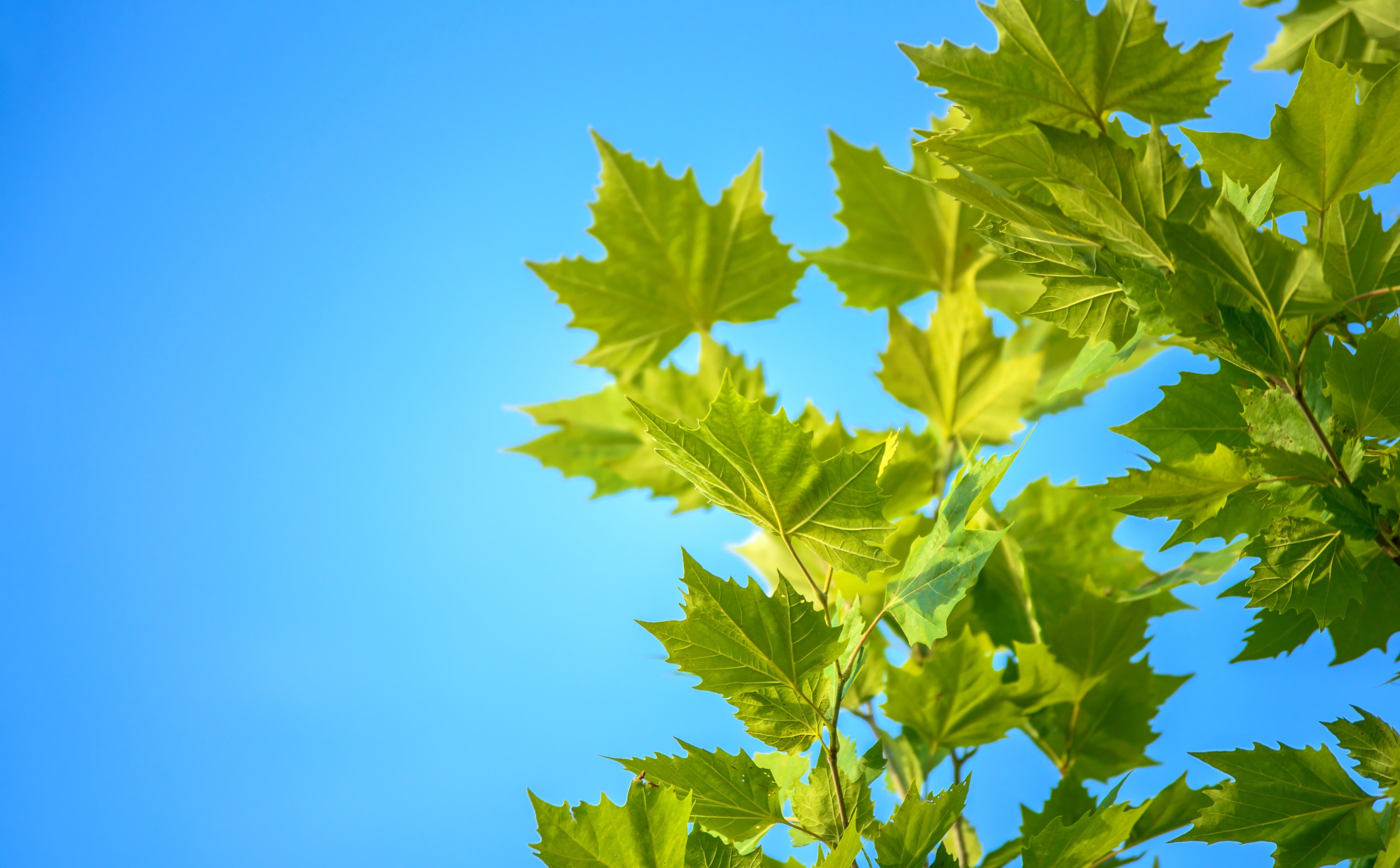 Green Maple Leaves, Blue Sky, green leaf plant, Aero, Fresh, Nature