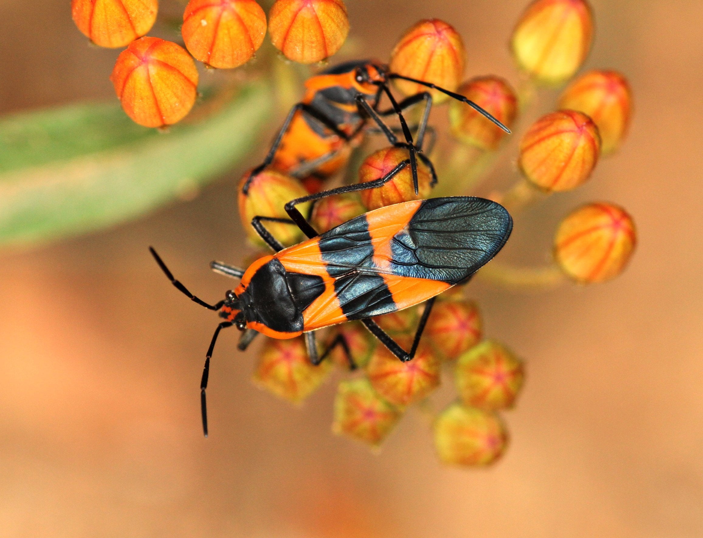 close-up photo of blister beetle on orange flower, Mamma, Kodachrome