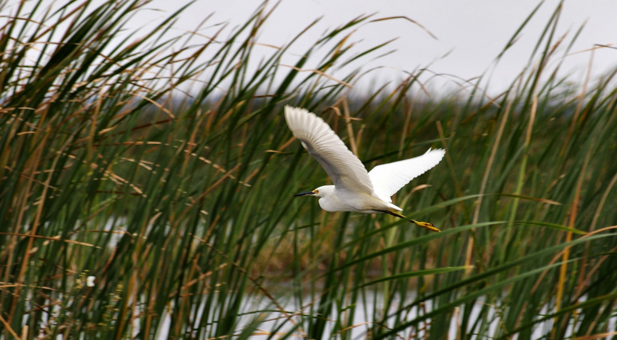 Snowy Egret in the Tullies, Animals, Birds, animal themes, flying
