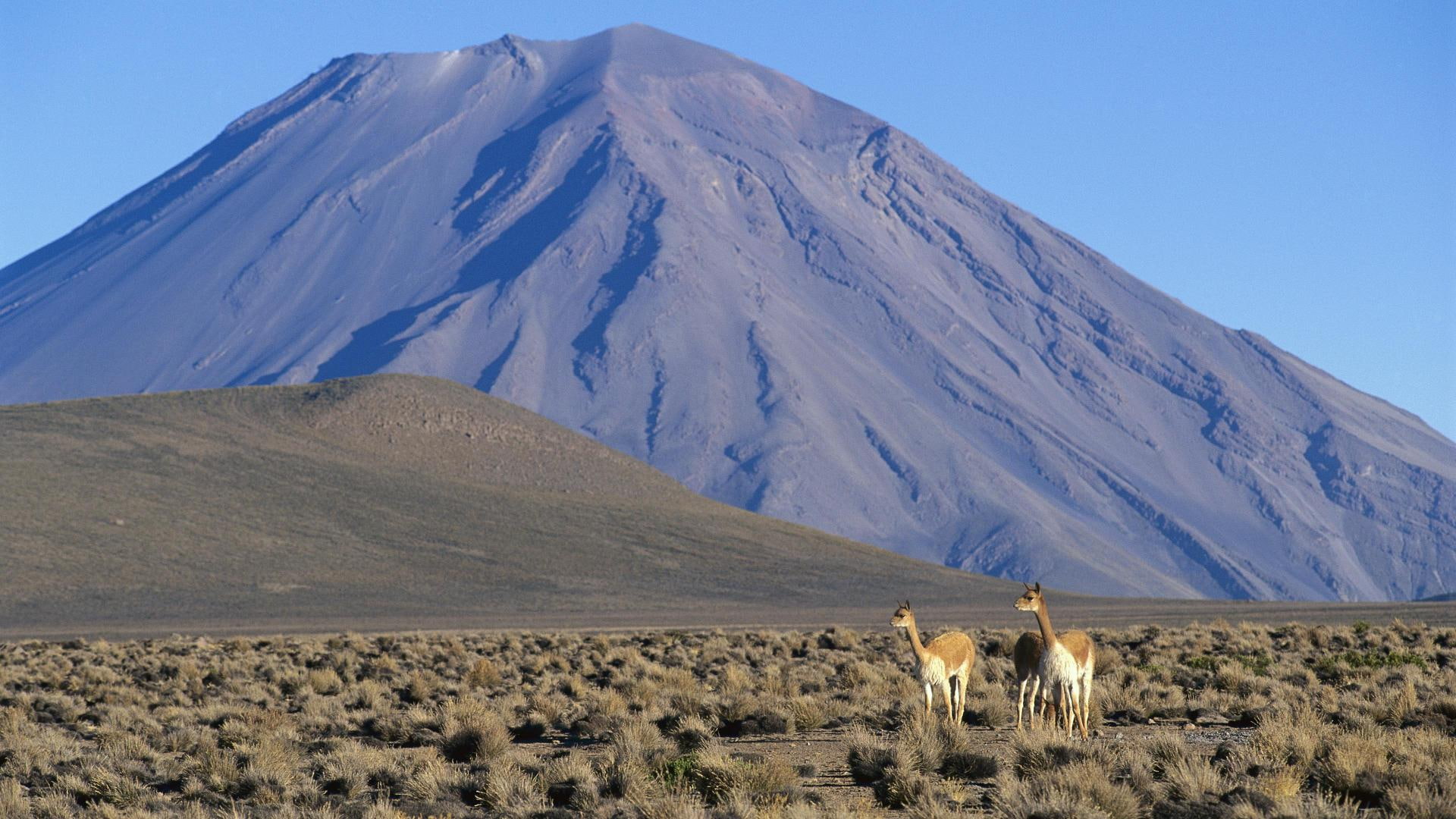El Misti, Stratovolcano, Peru, Volcano, two white and brown animals