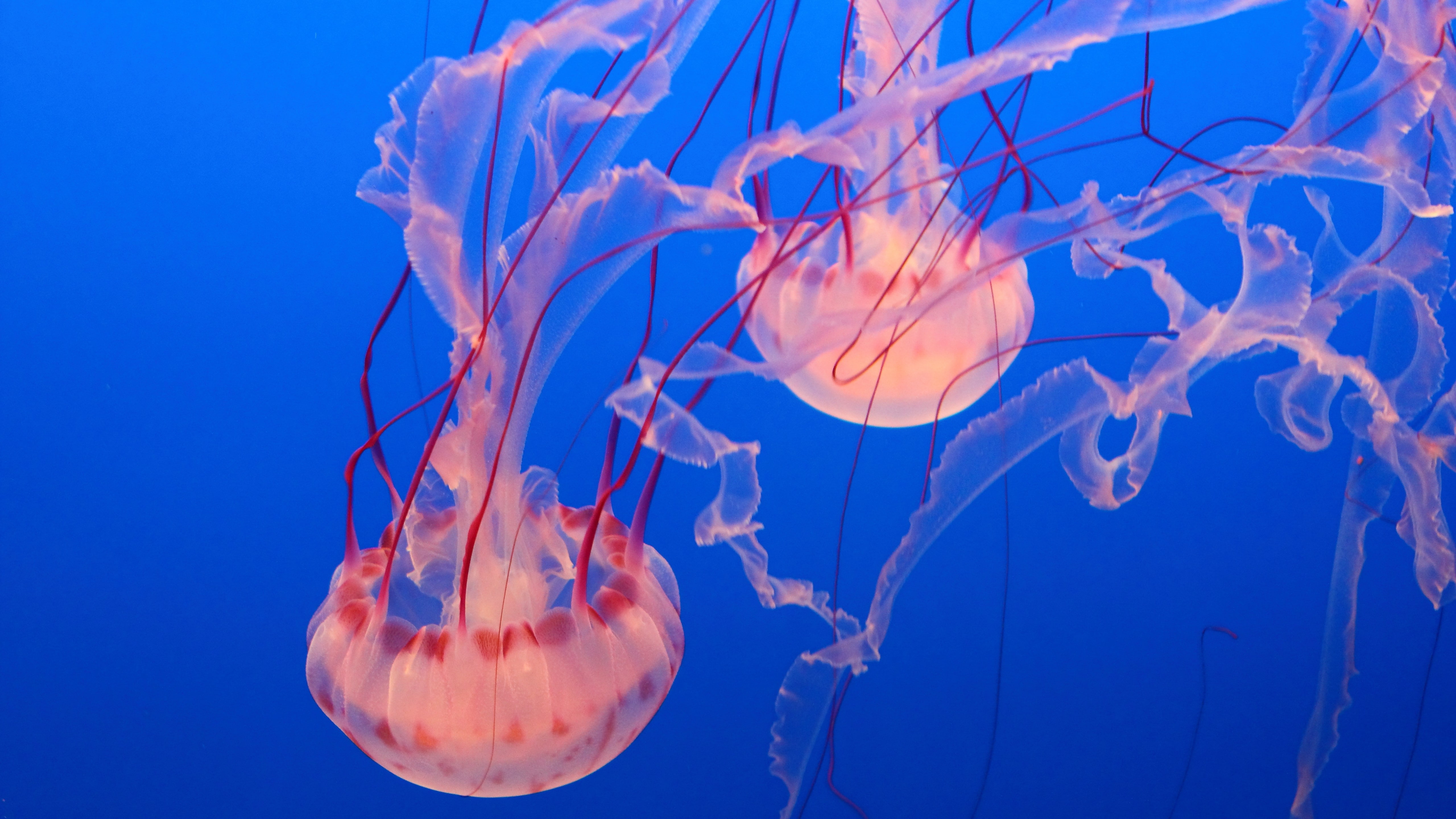 white and red jellyfish, Pink Jellyfish, Monterey Bay Aquarium
