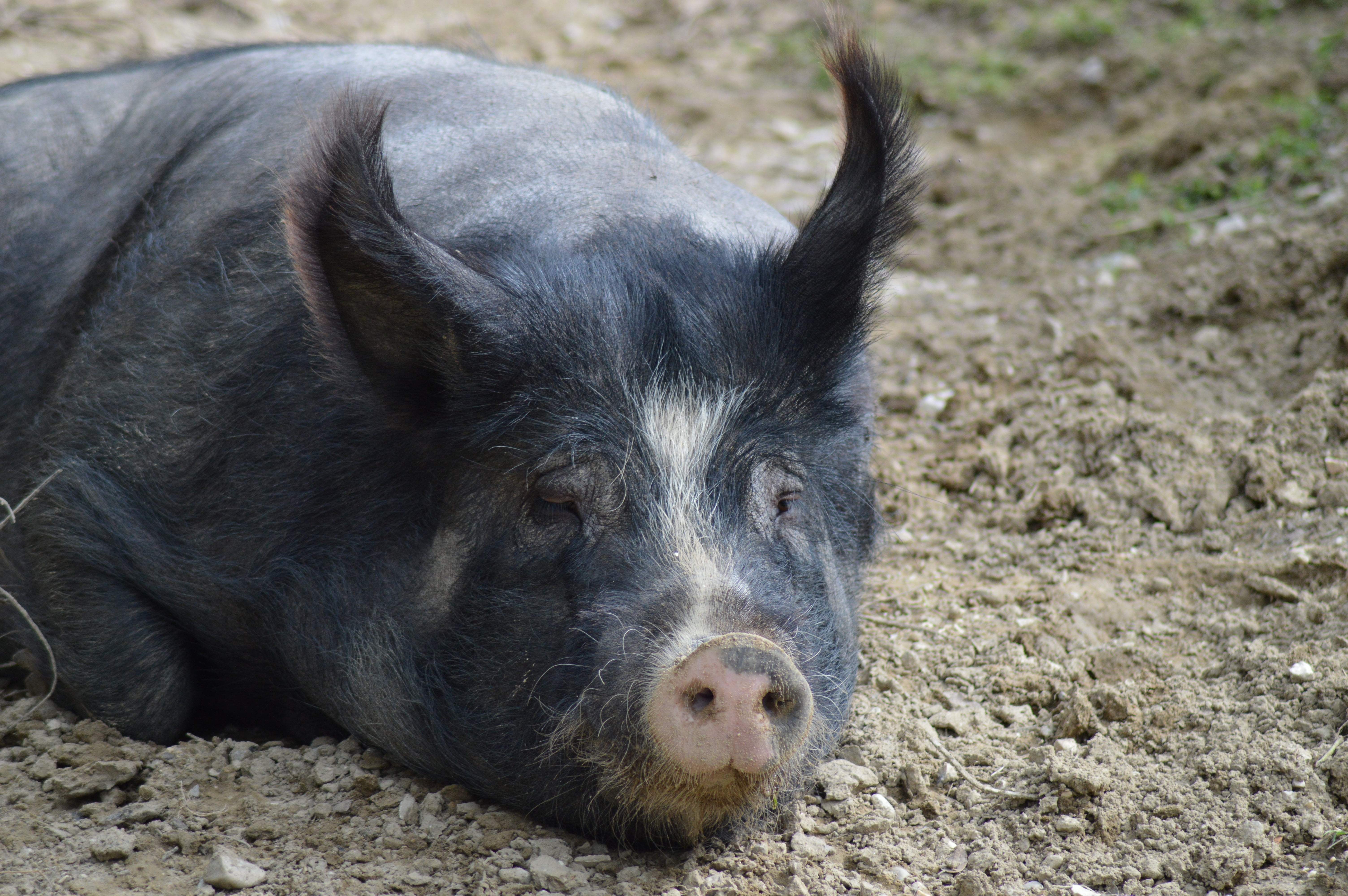 black pig, muzzle, mud, animal, mammal, domestic Pig, farm, snout