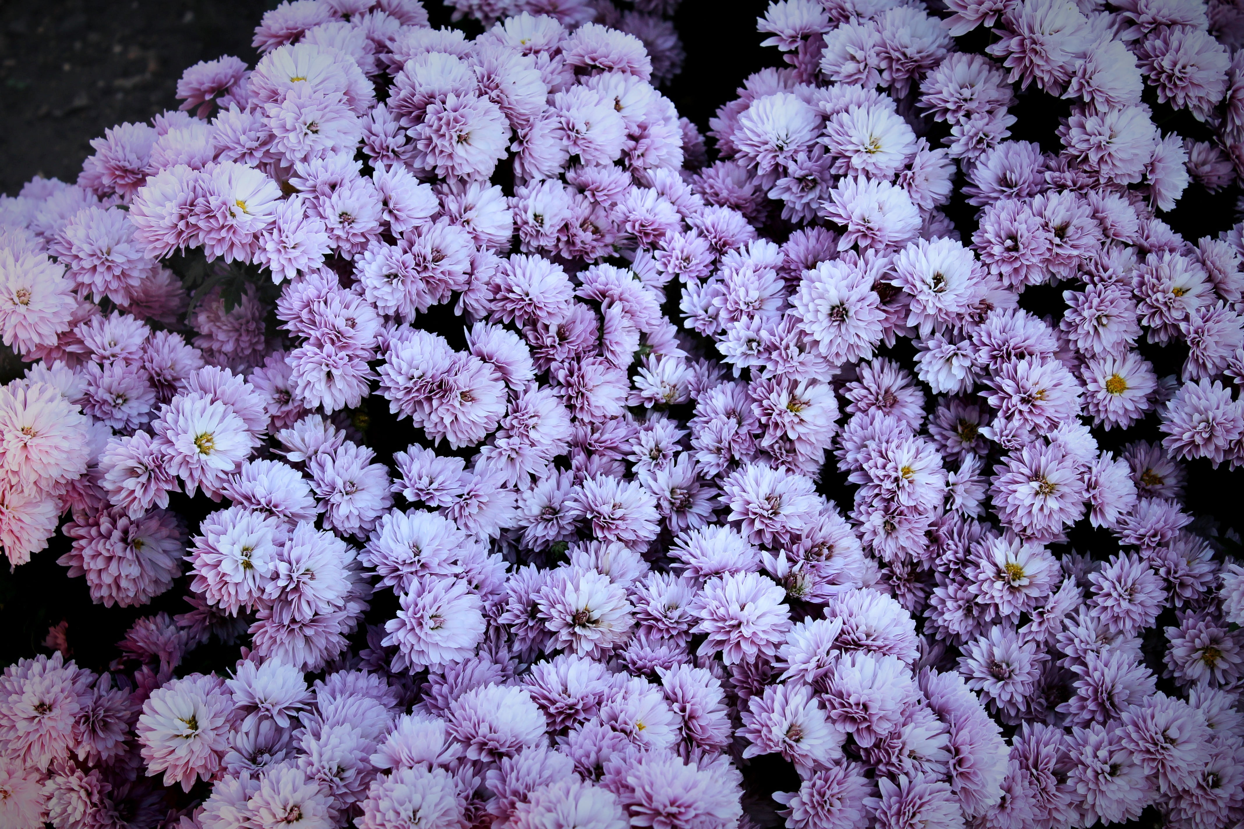 purple chrysanthemum flowers, spring, Russia, flowering plant