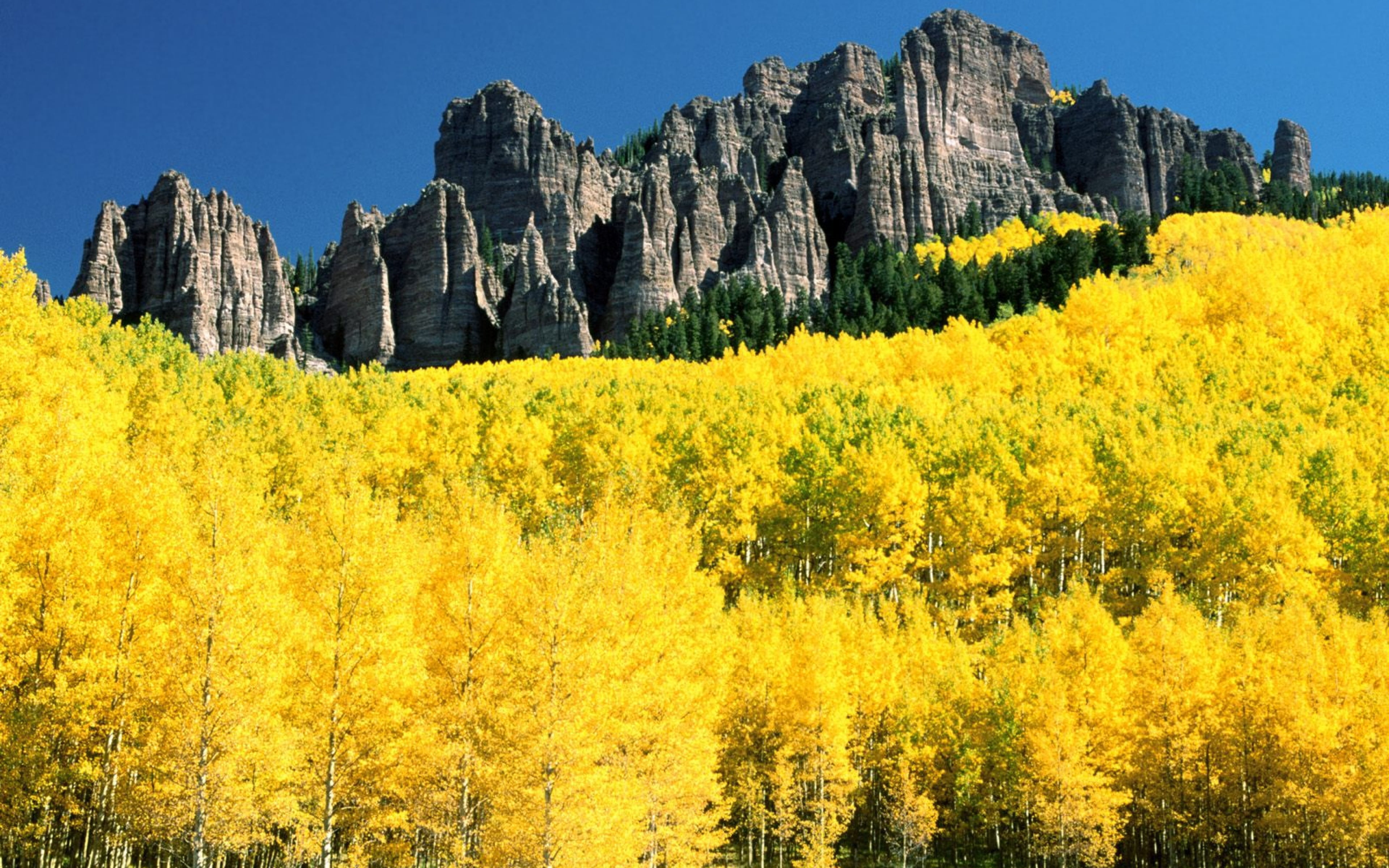 Colorado Yellow Mountain Forest Birch Trees With Autumn Golden Yellow Rocky Peaks Of Mountains Usa Desktop Wallpaper Hd 3840×2400