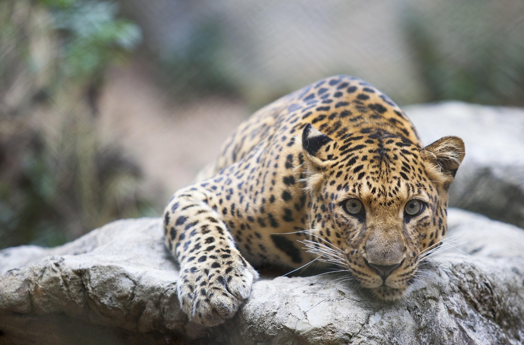 cat, leopard, muzzle, wild