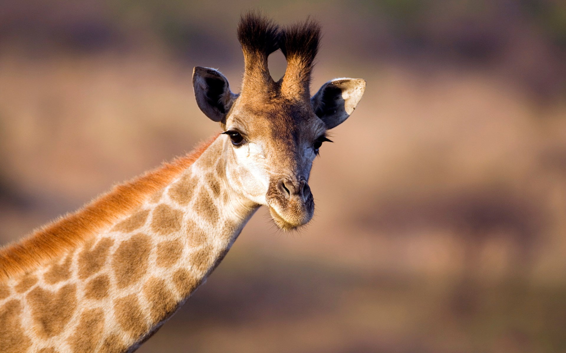 giraffe