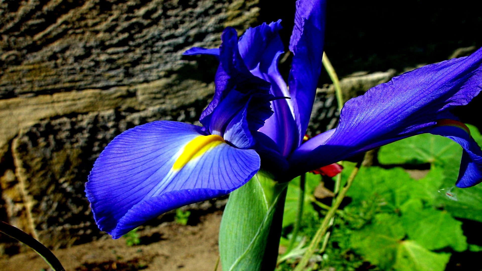 iris
