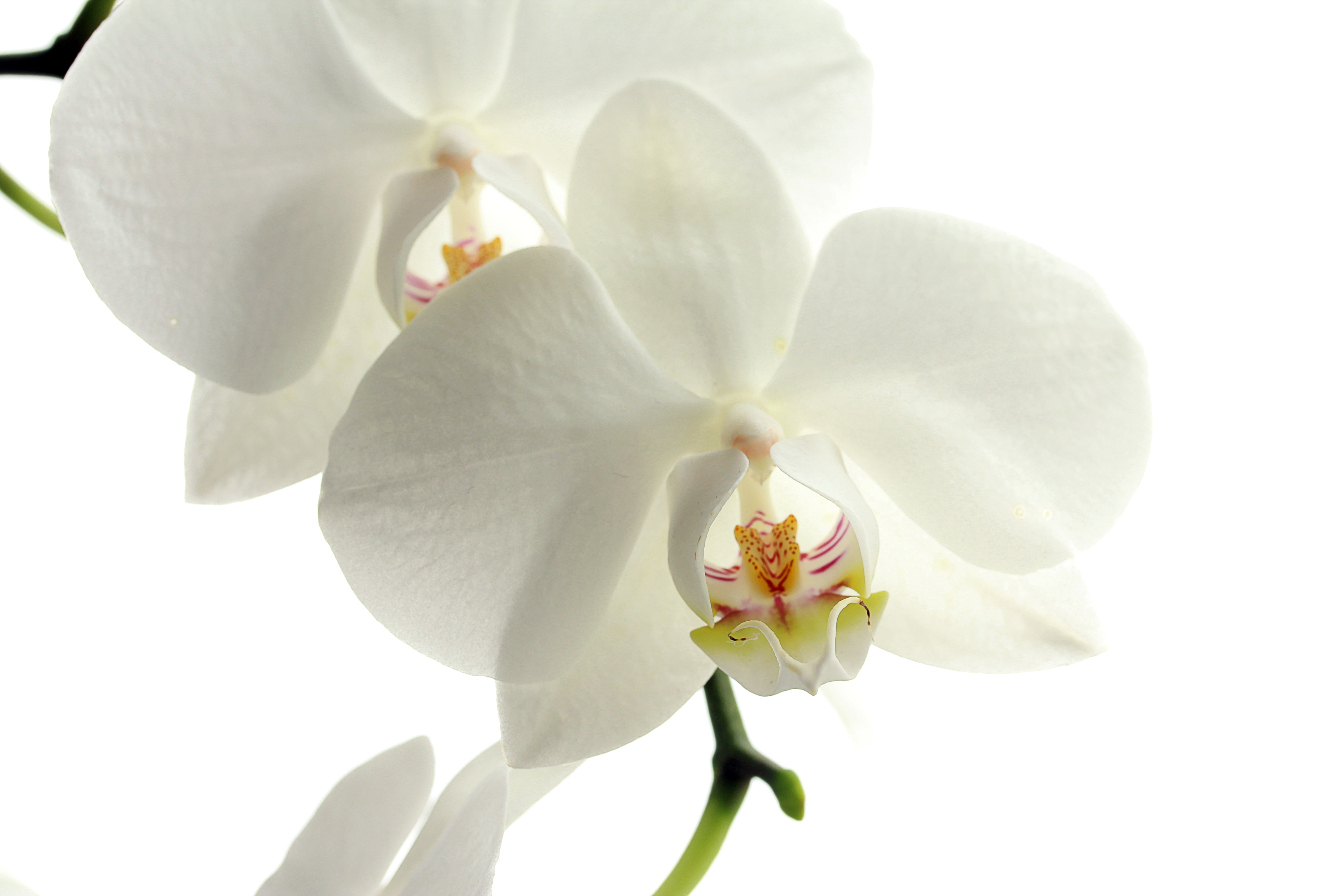 white moth orchid, flower, petals, frangipani, nature, plant