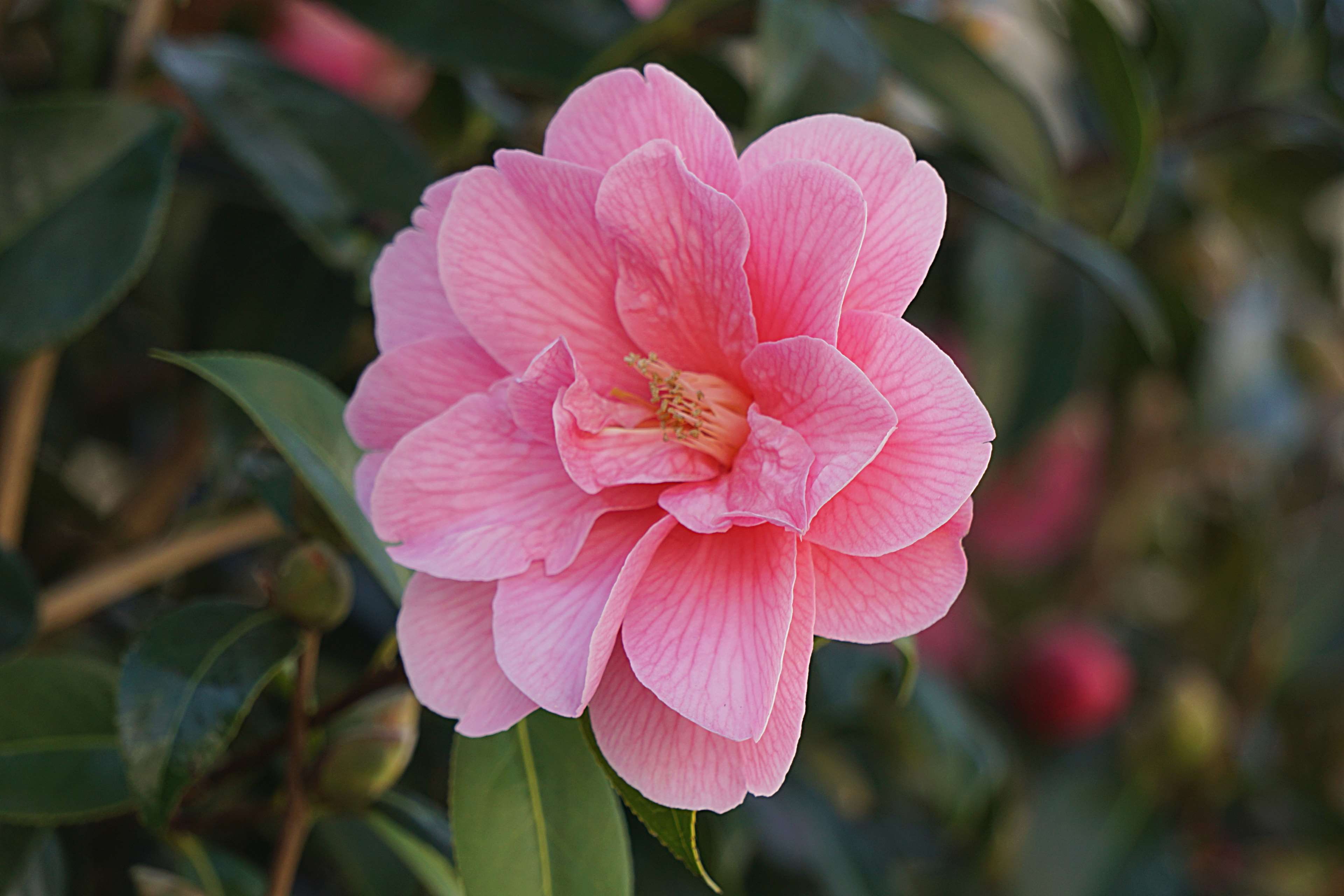 botanique, cognassier du japon, couleur rose, fleur, floraison