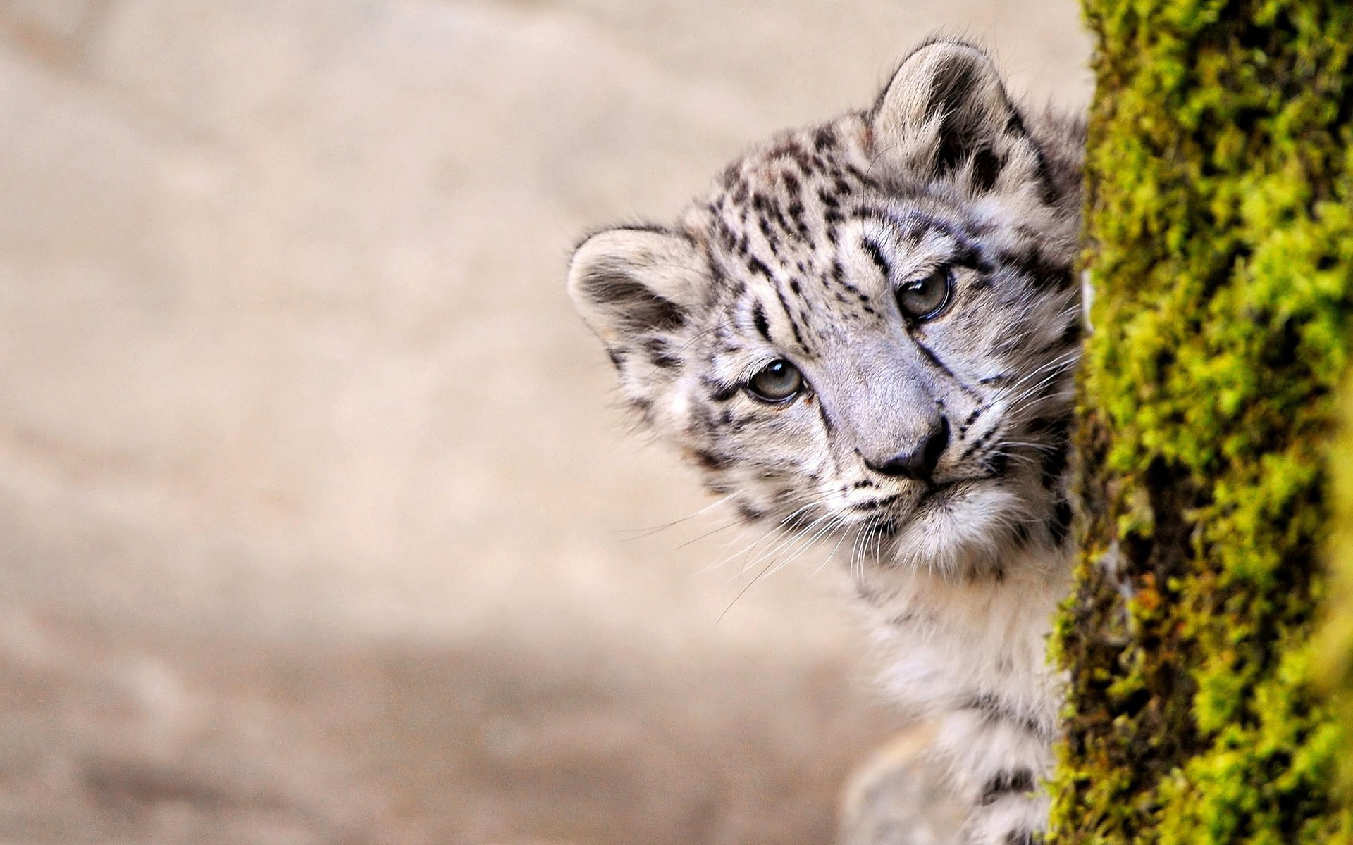 AT, camera, leopard, Looking
