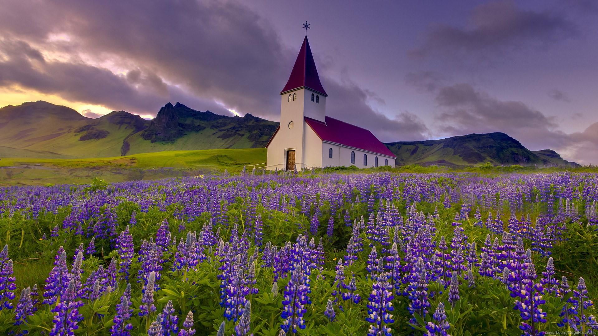 church, nature, wildflower, vik i myrdal church, iceland, lupine