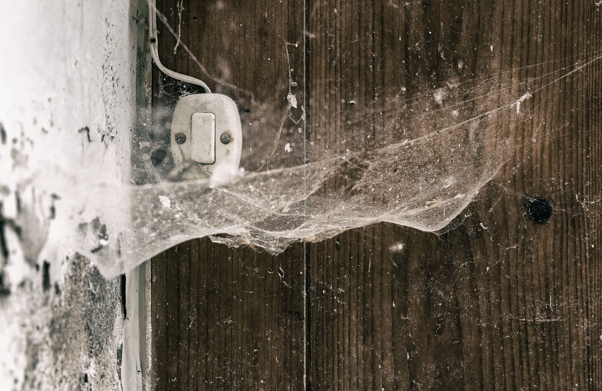macro, background, web, switch
