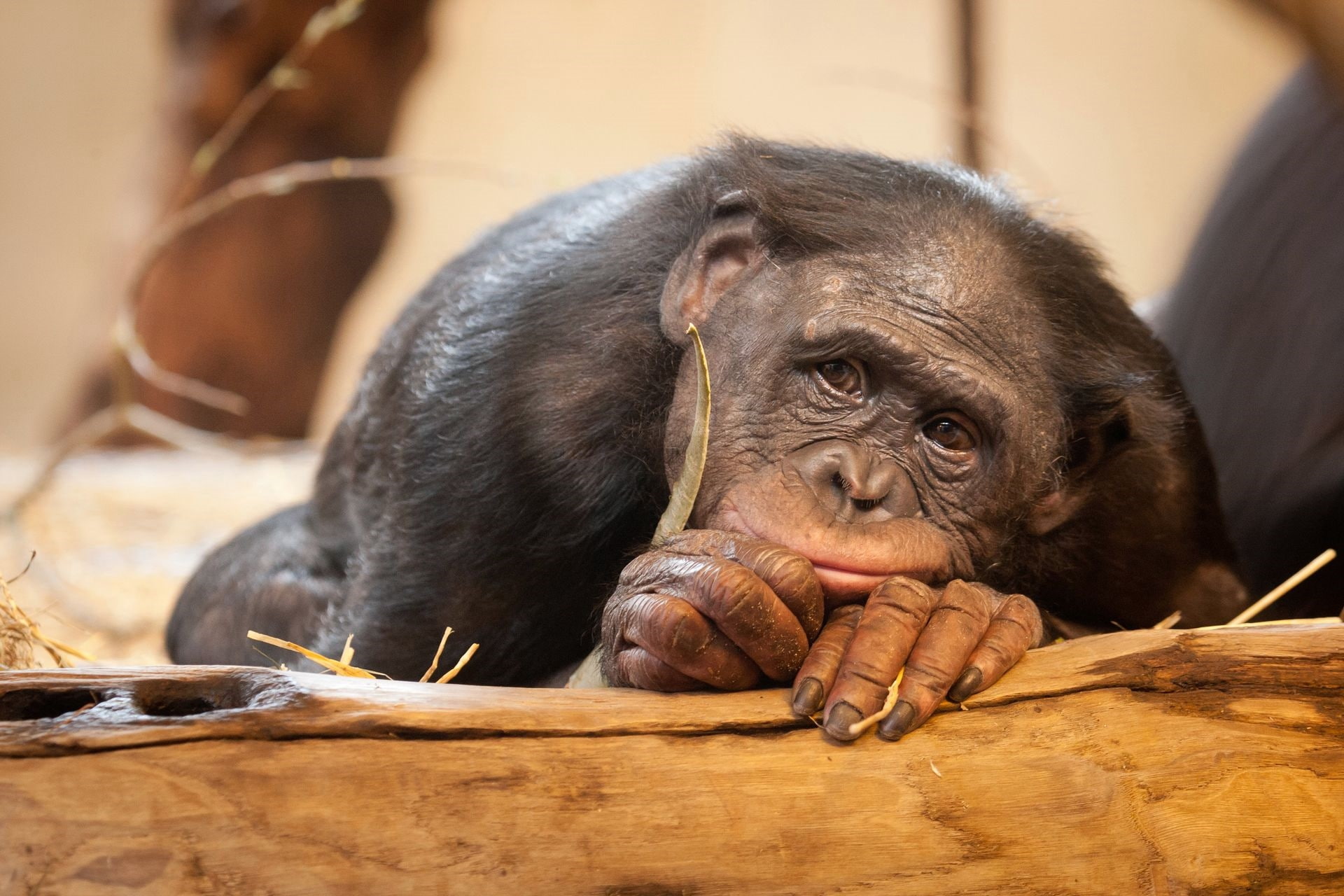 sadness, animals, monkey, bonobos