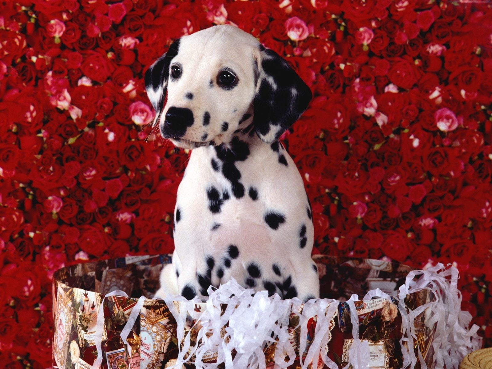 dalmatian puppy, dalmatians, roses, shopping, sitting, dalmatian Dog