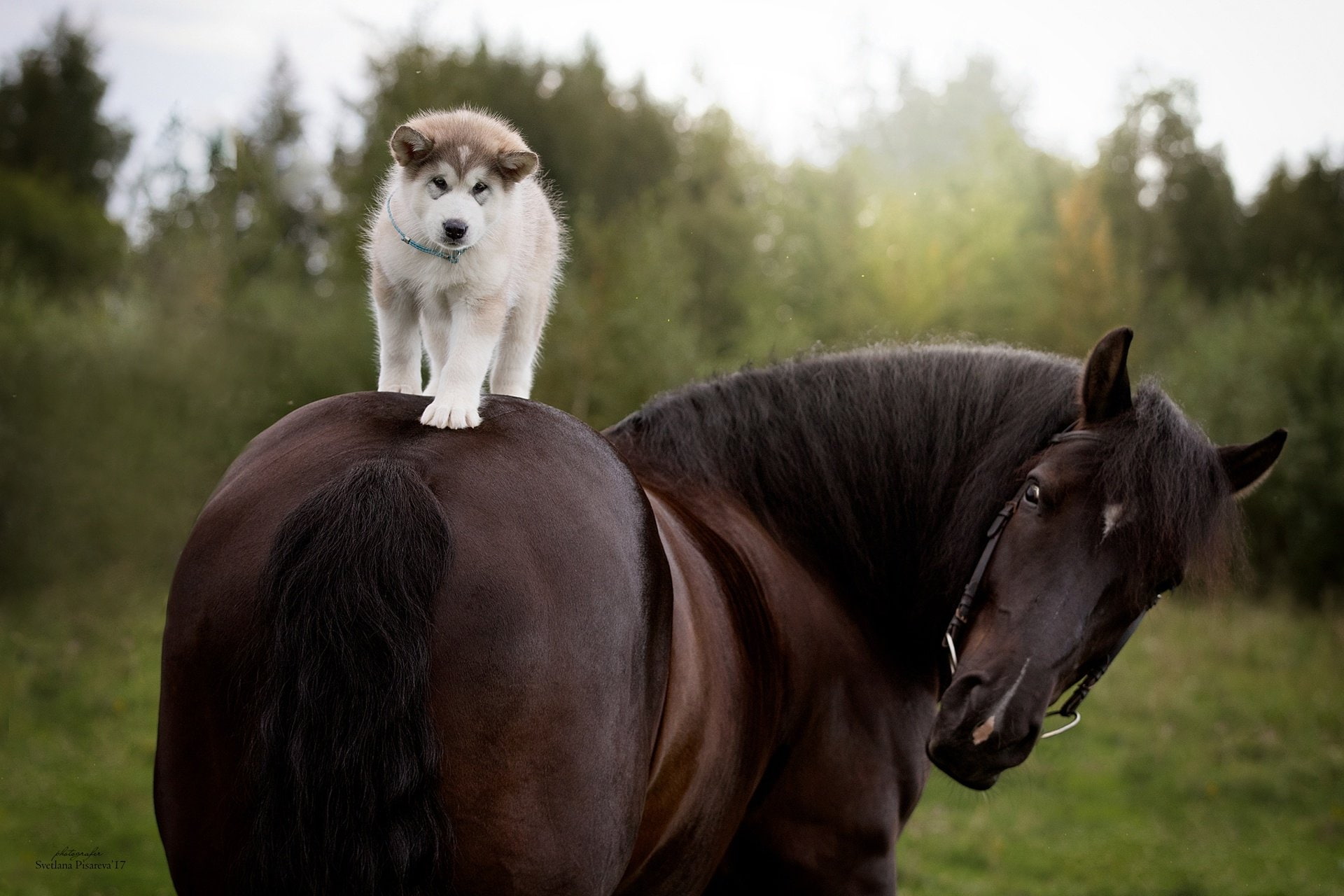 Dogs, Siberian Husky, Baby Animal, Horse, Pet, Puppy