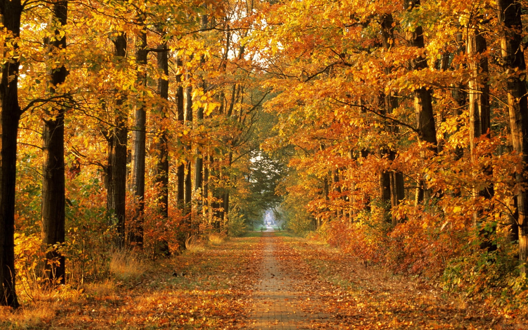autumn season forest leaves path roads fallen leaves 1680x1050  Nature Forests HD Art