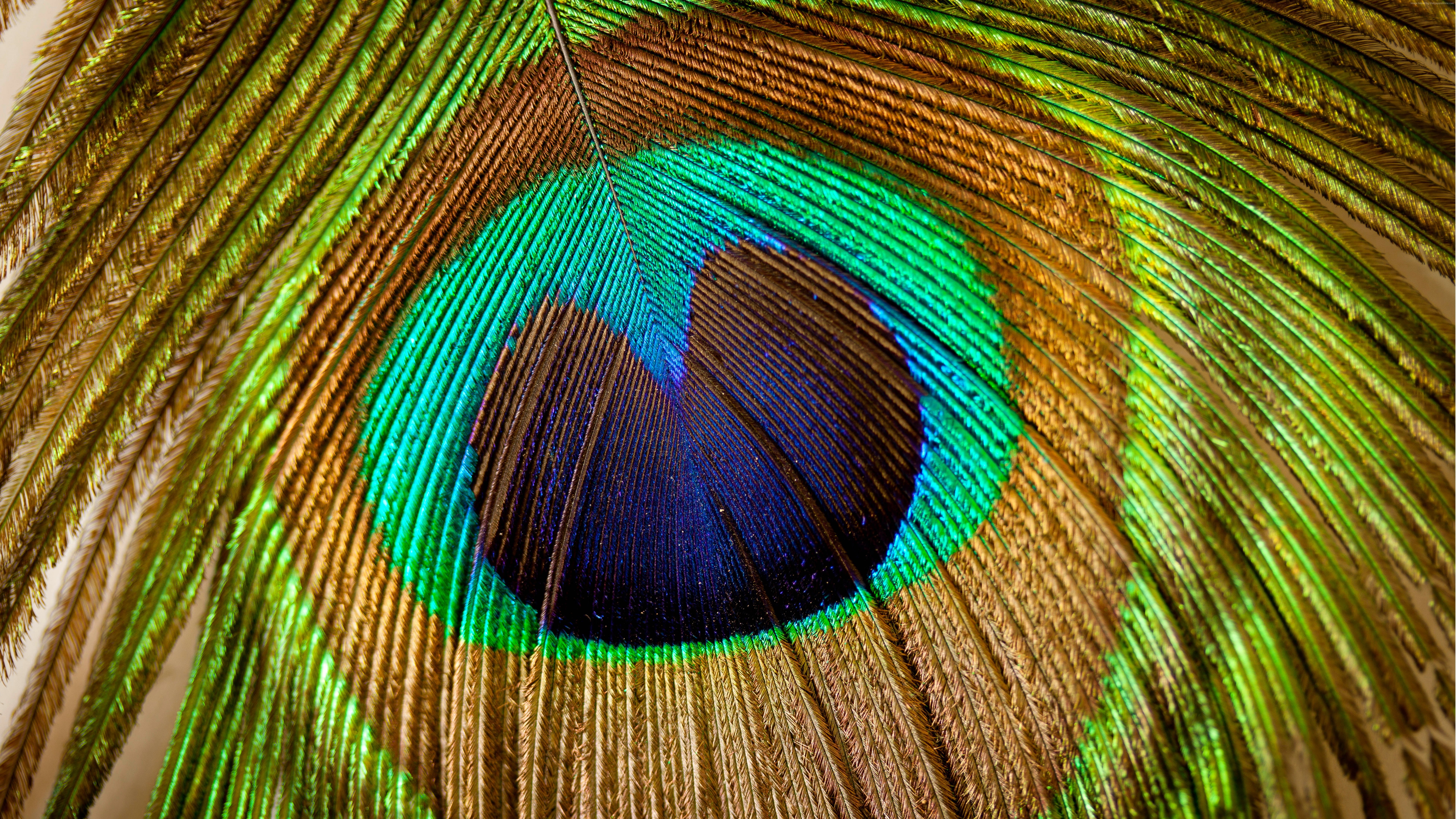 peacock, Feather, macro, peacock feather, green color, bird