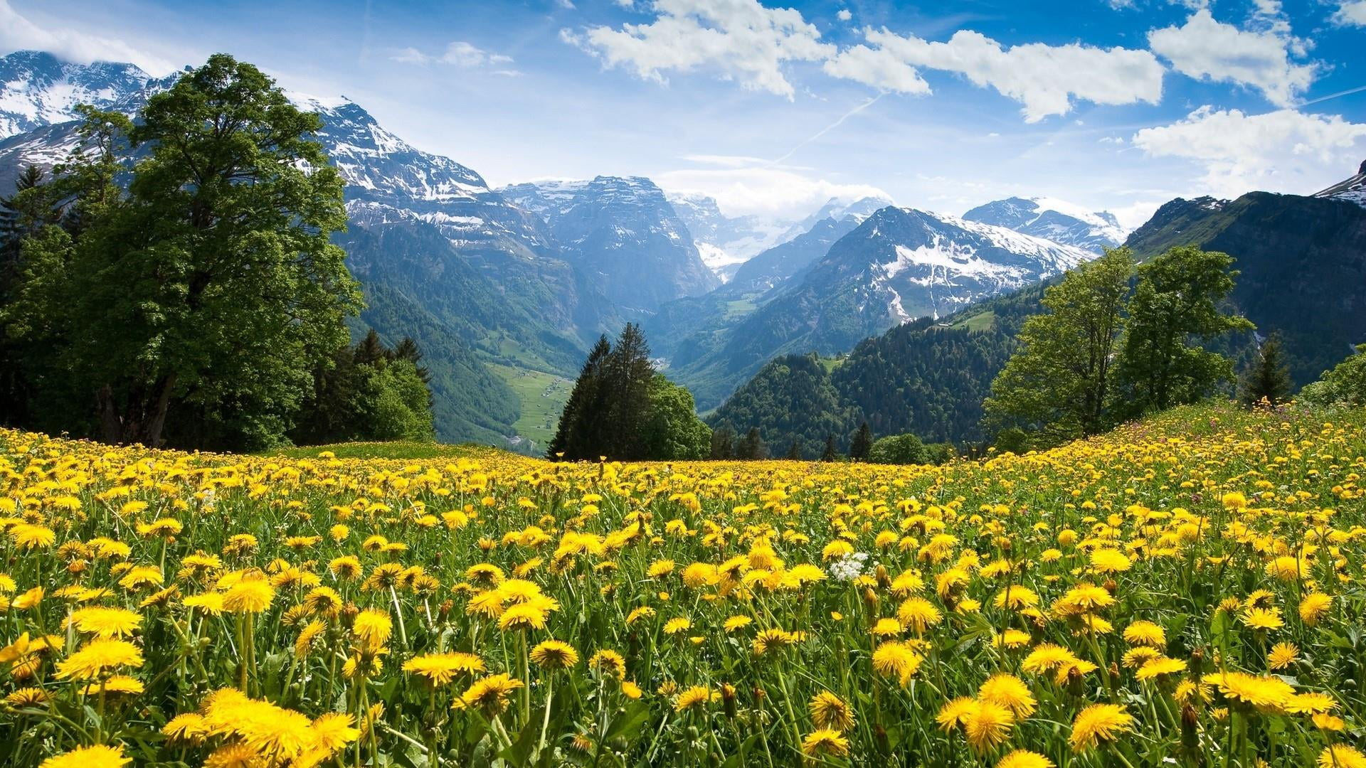 dandelion, yellow flowers, yellow field, mountainside, landscape
