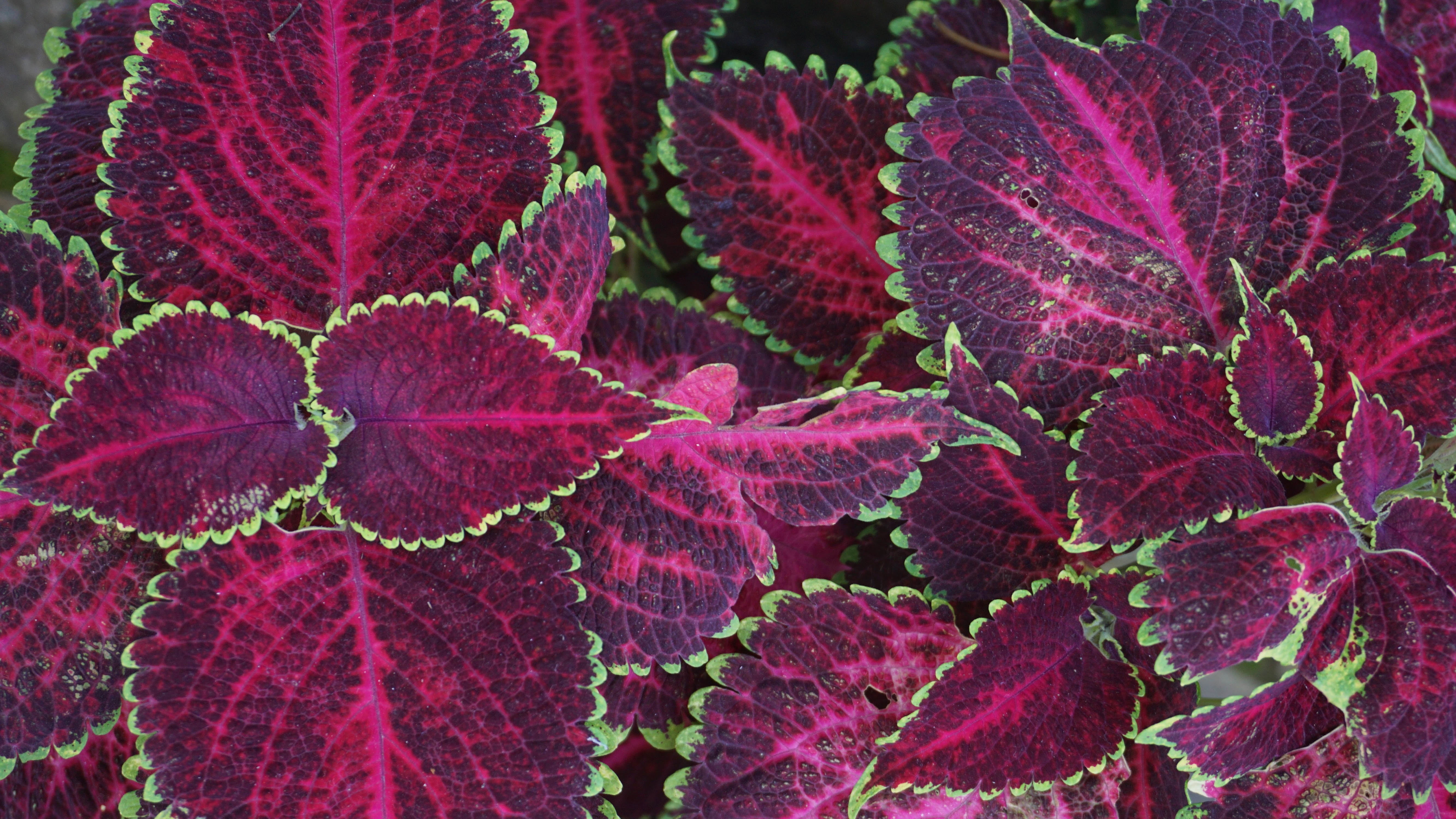 Coleus Flowers Tricolor Purple And Red With Green Edging Wallpaper Hd For Mobile Phone 5332×3000