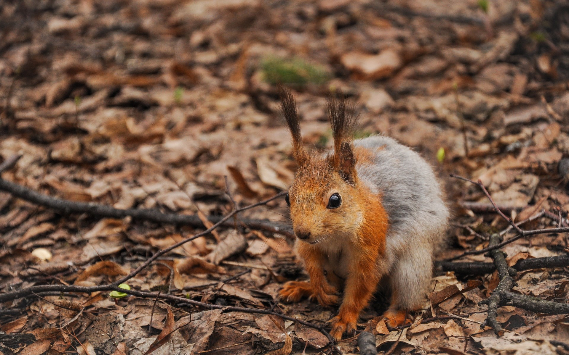 squirrel