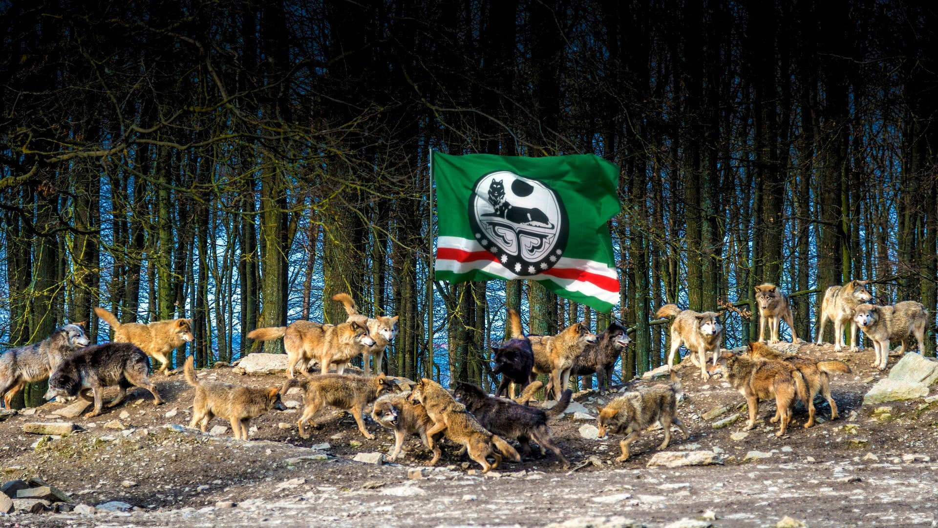 Animal, Wolf, Flag of Chechnya