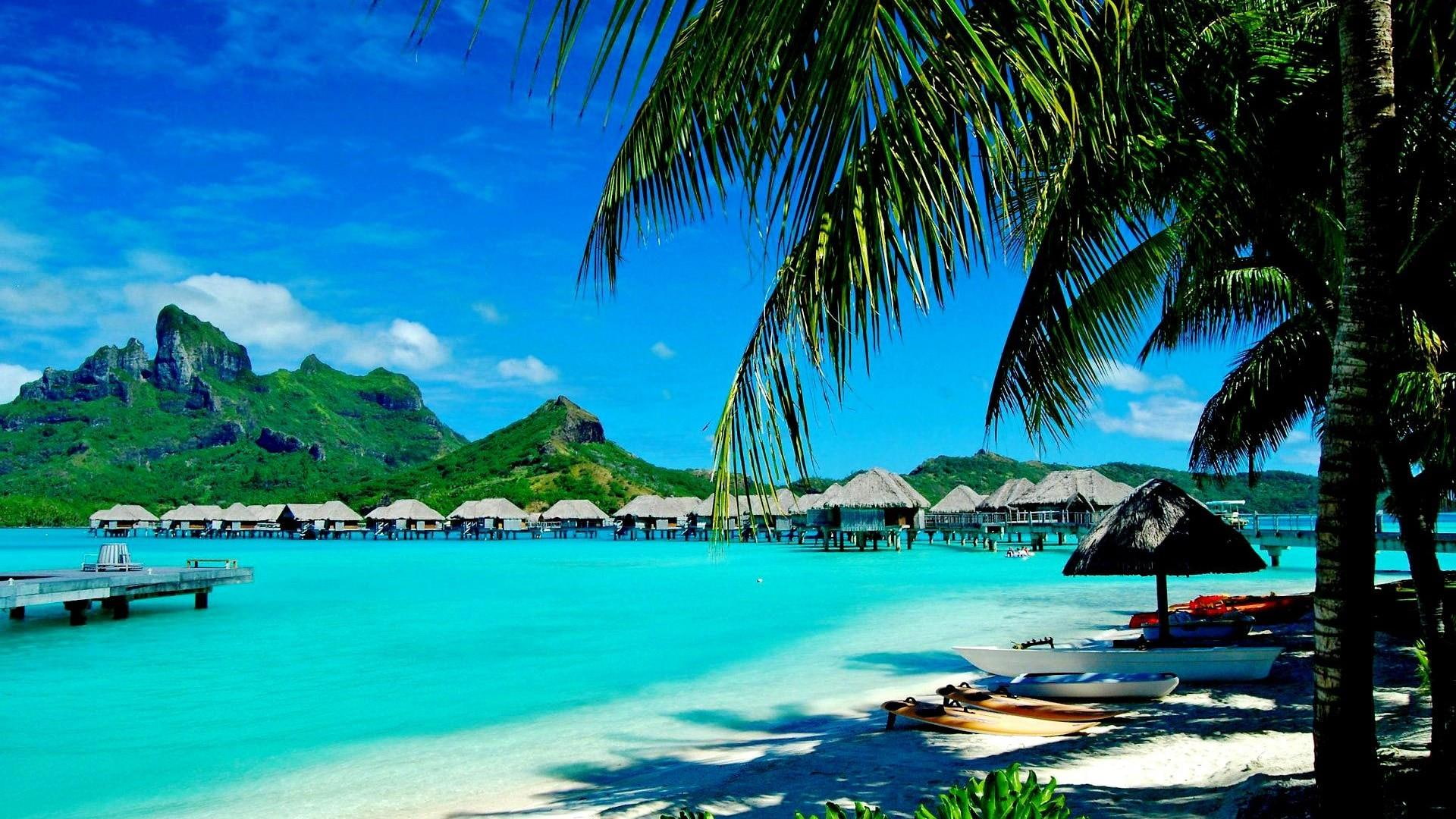 palm tree, summer, holiday, exotic, bungalows, seashore, beach