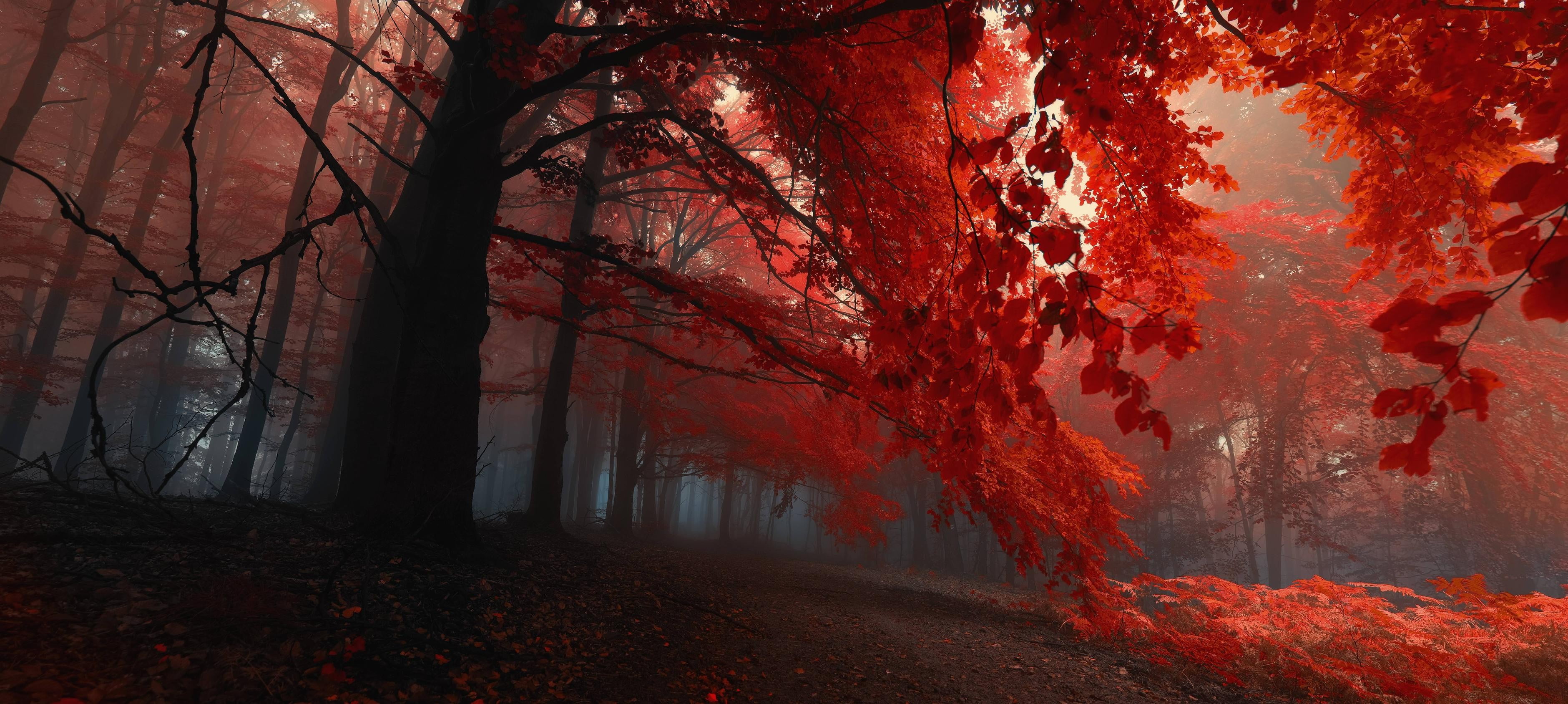 red leafed trees, red leafed trees photography, fall, nature