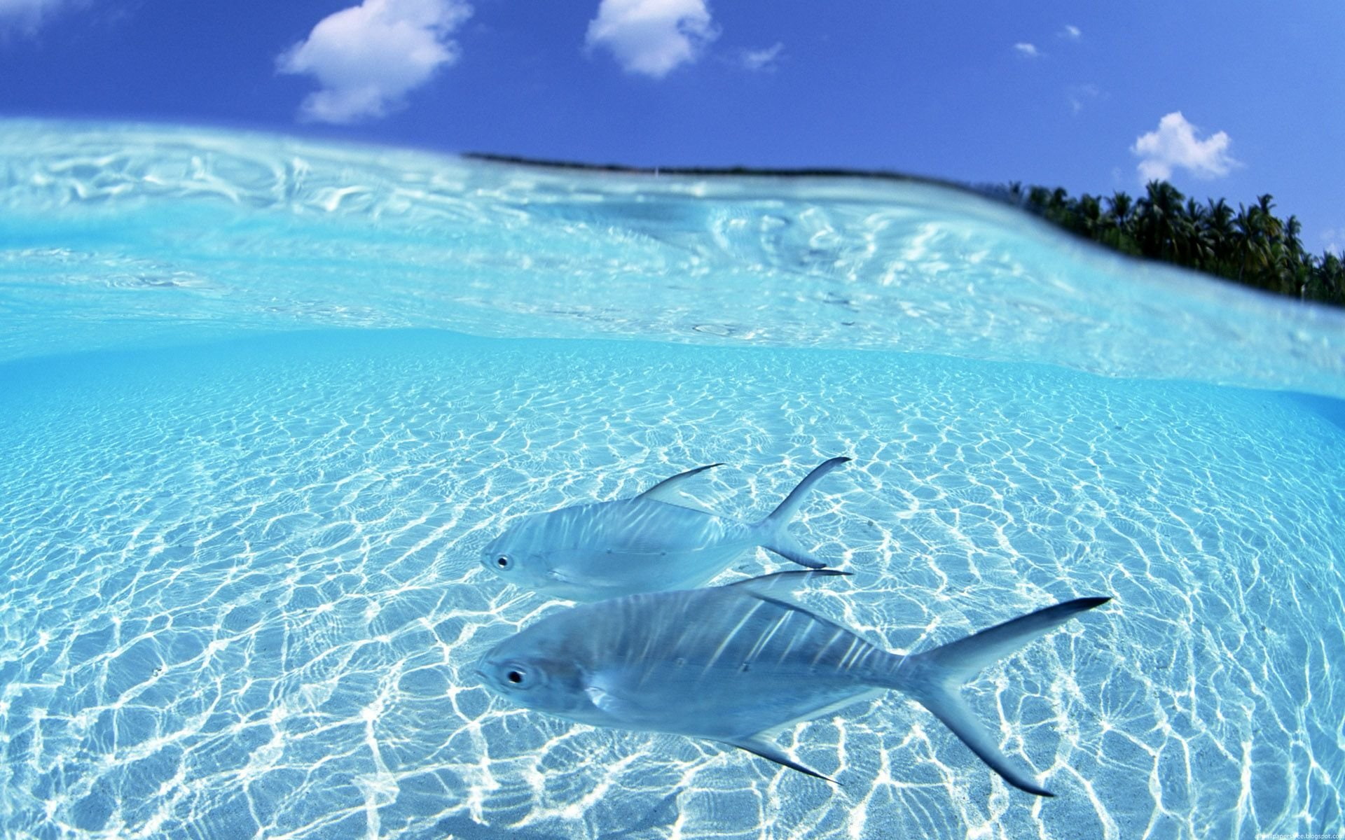 fish, Split, view, water
