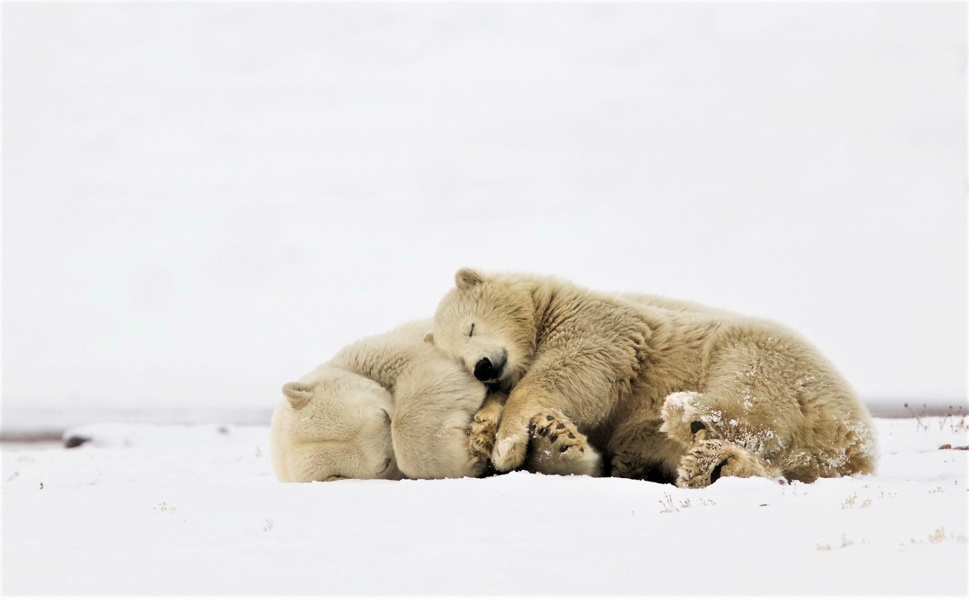 Bears, Polar Bear, Animal, Cuddle, Cute, Sleeping, Wildlife