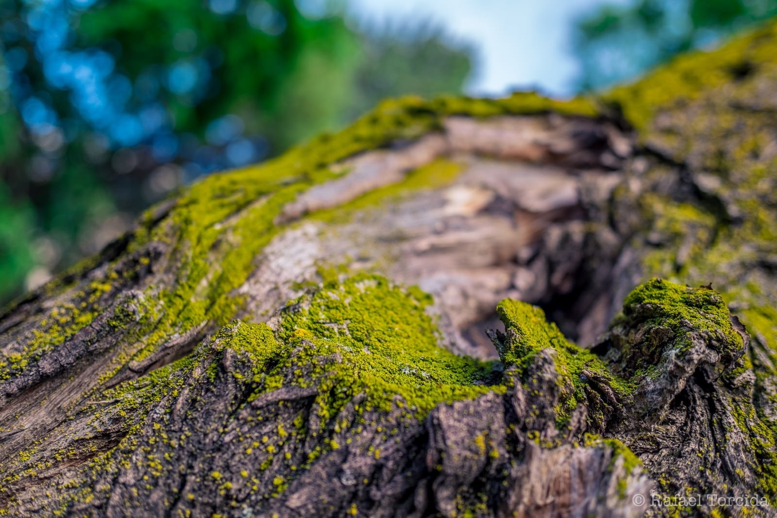 bakeh, wood, old tree, Nature, moss, plant, textured, close-up