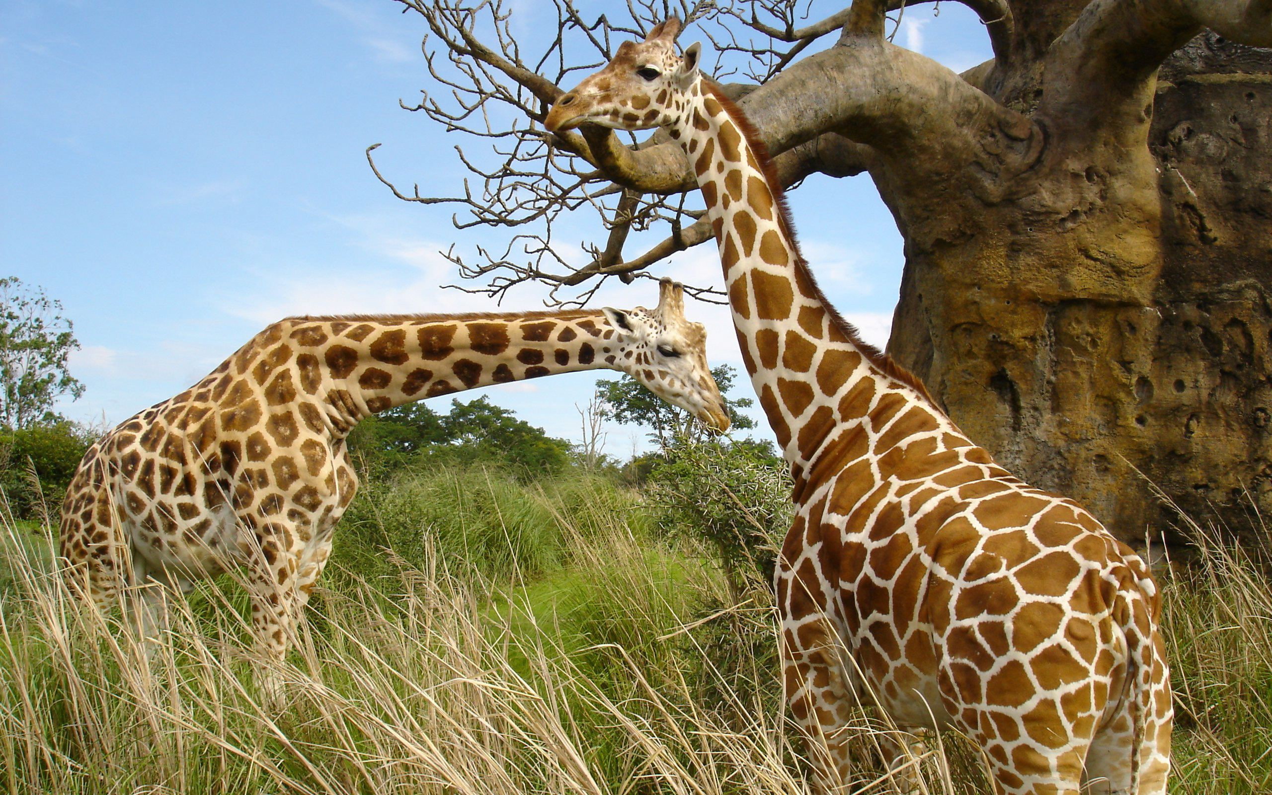 Giraffe pair