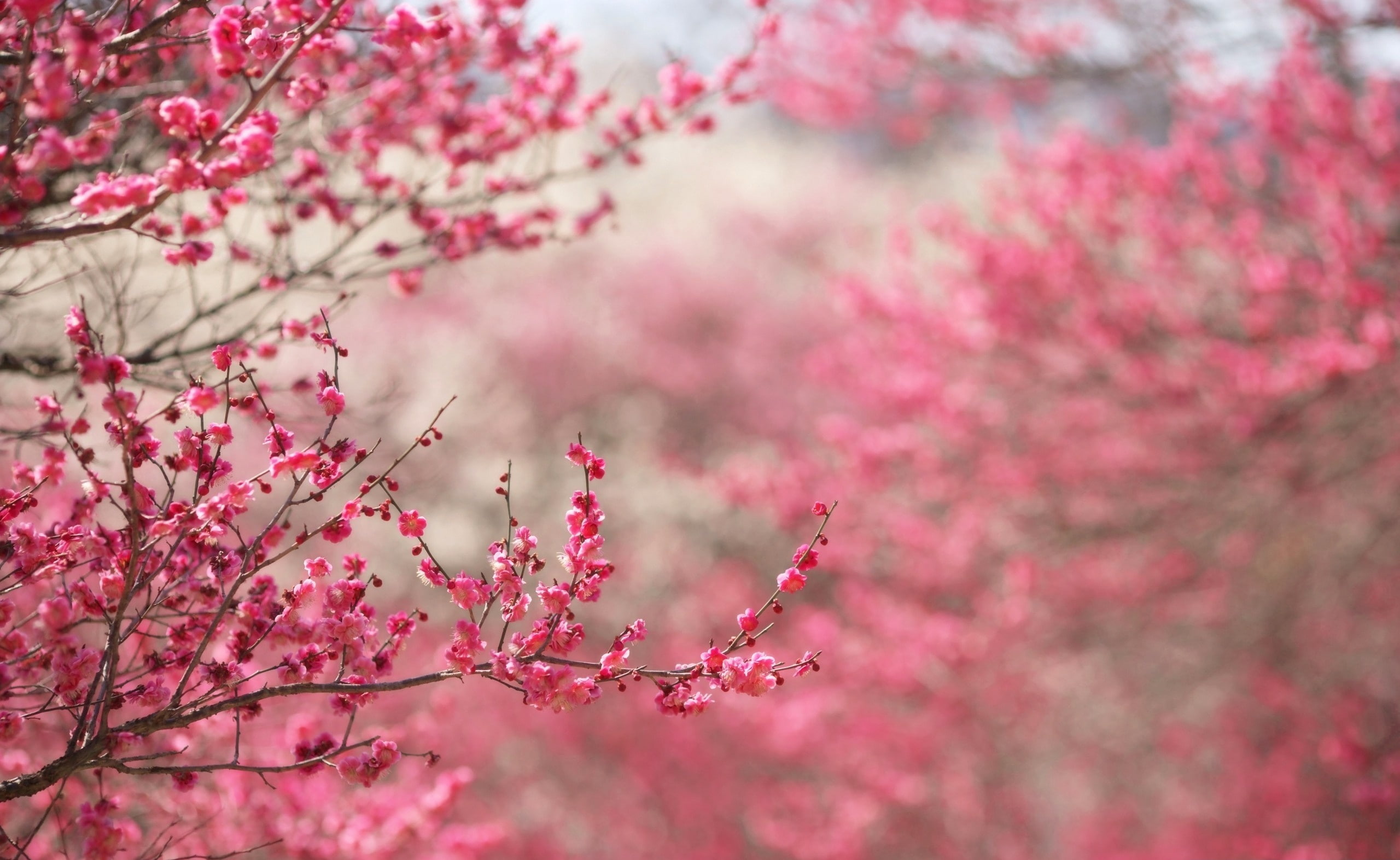 Sakura Cherry Blossom, pink cherry blossom tree, Seasons, Spring