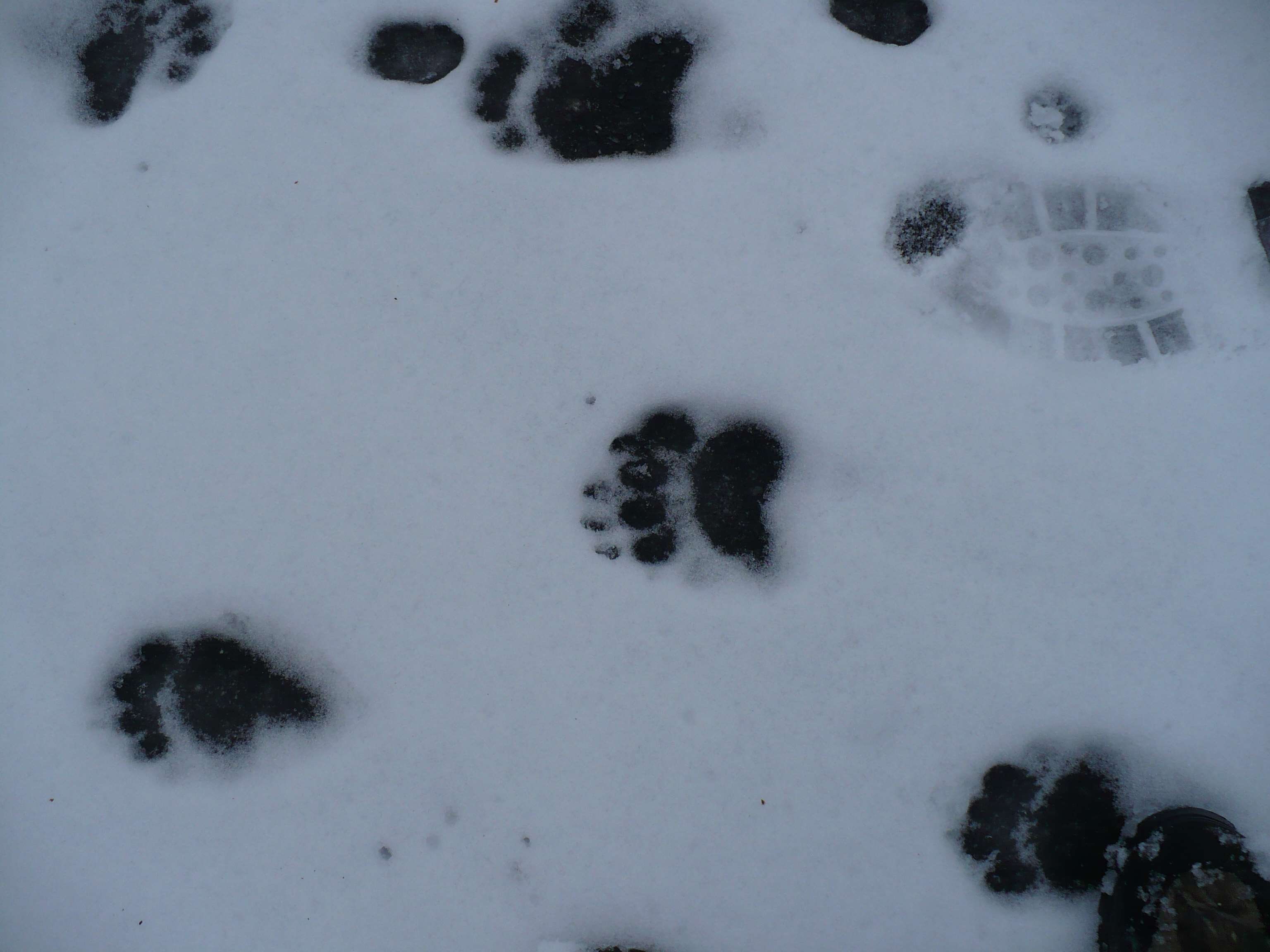 bear, paw prints, snow, tracks, winter, cold temperature, no people