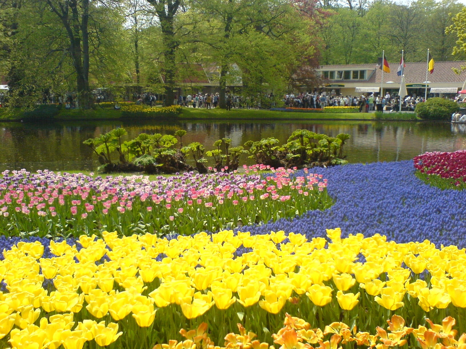 yellow clustered flowers, tulips, pond, trees, nature, people