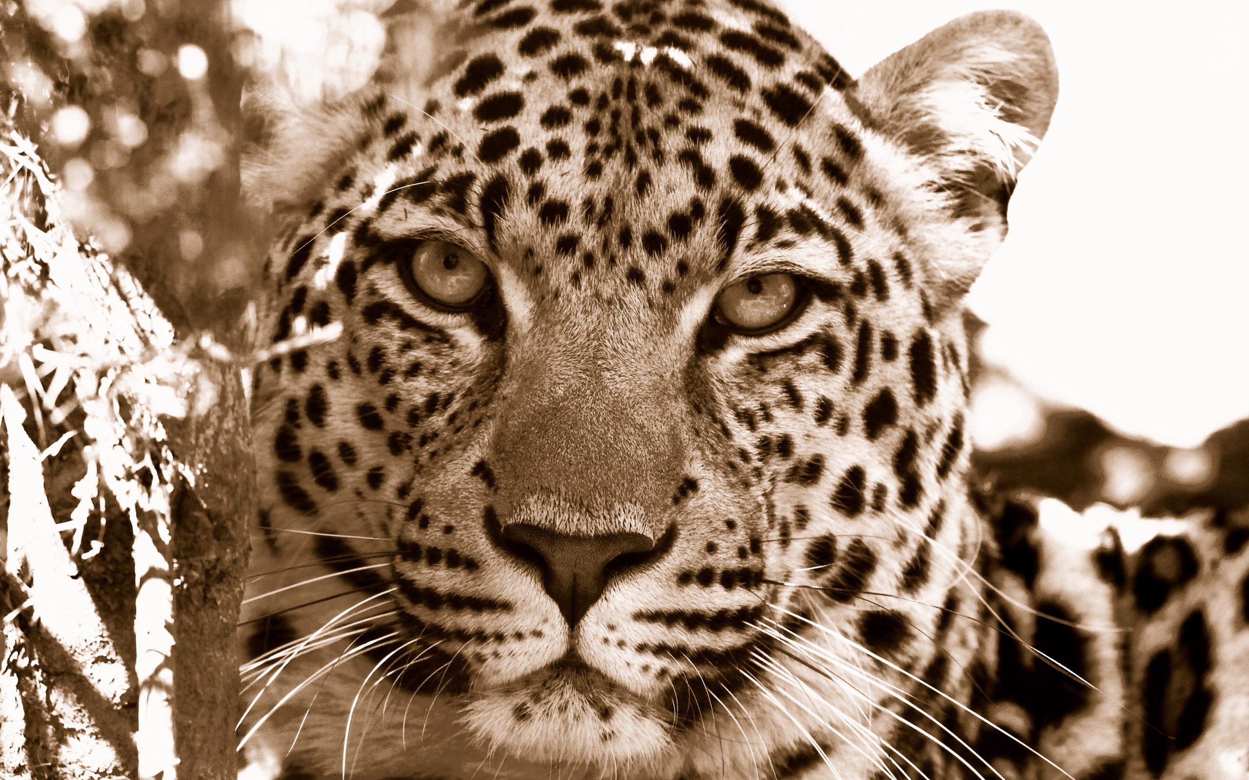Cats, Leopard