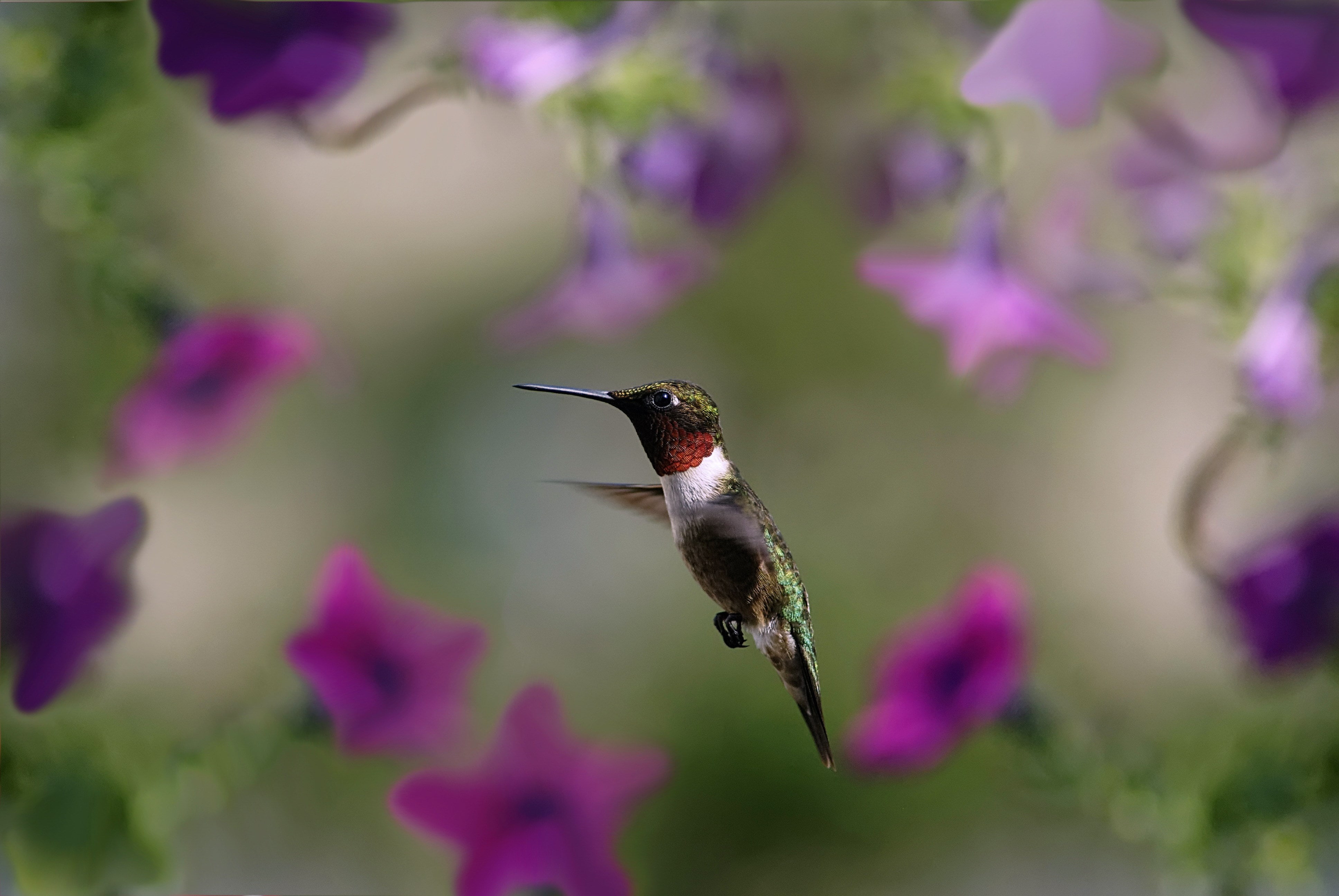 hummingbird