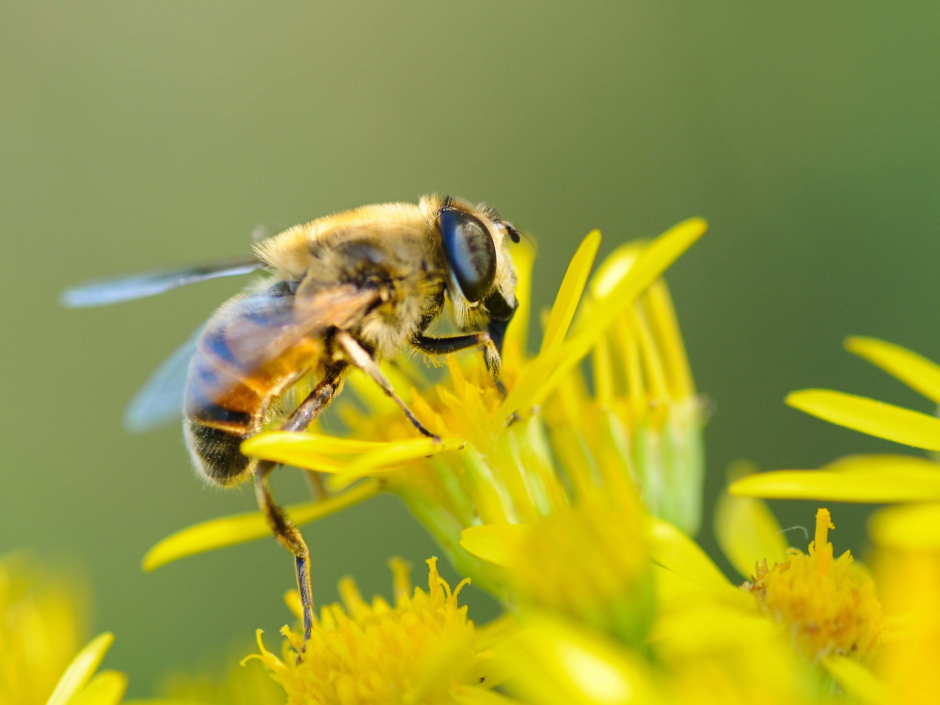 yellow and black honeybee, flower, pollination, closeup, flowering plant