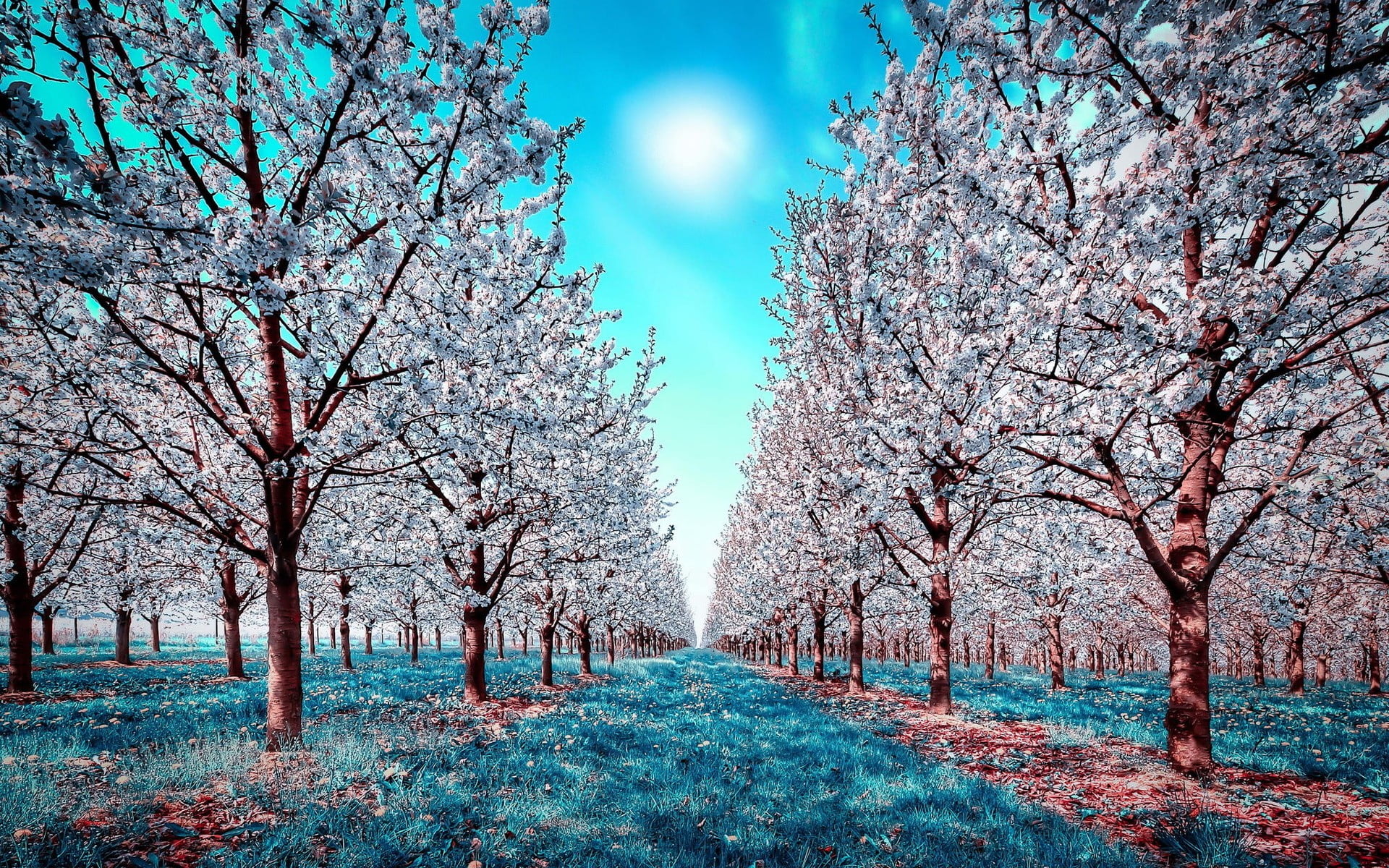 white leaf brown tree, nature, infrared, trees, plant, beauty in nature