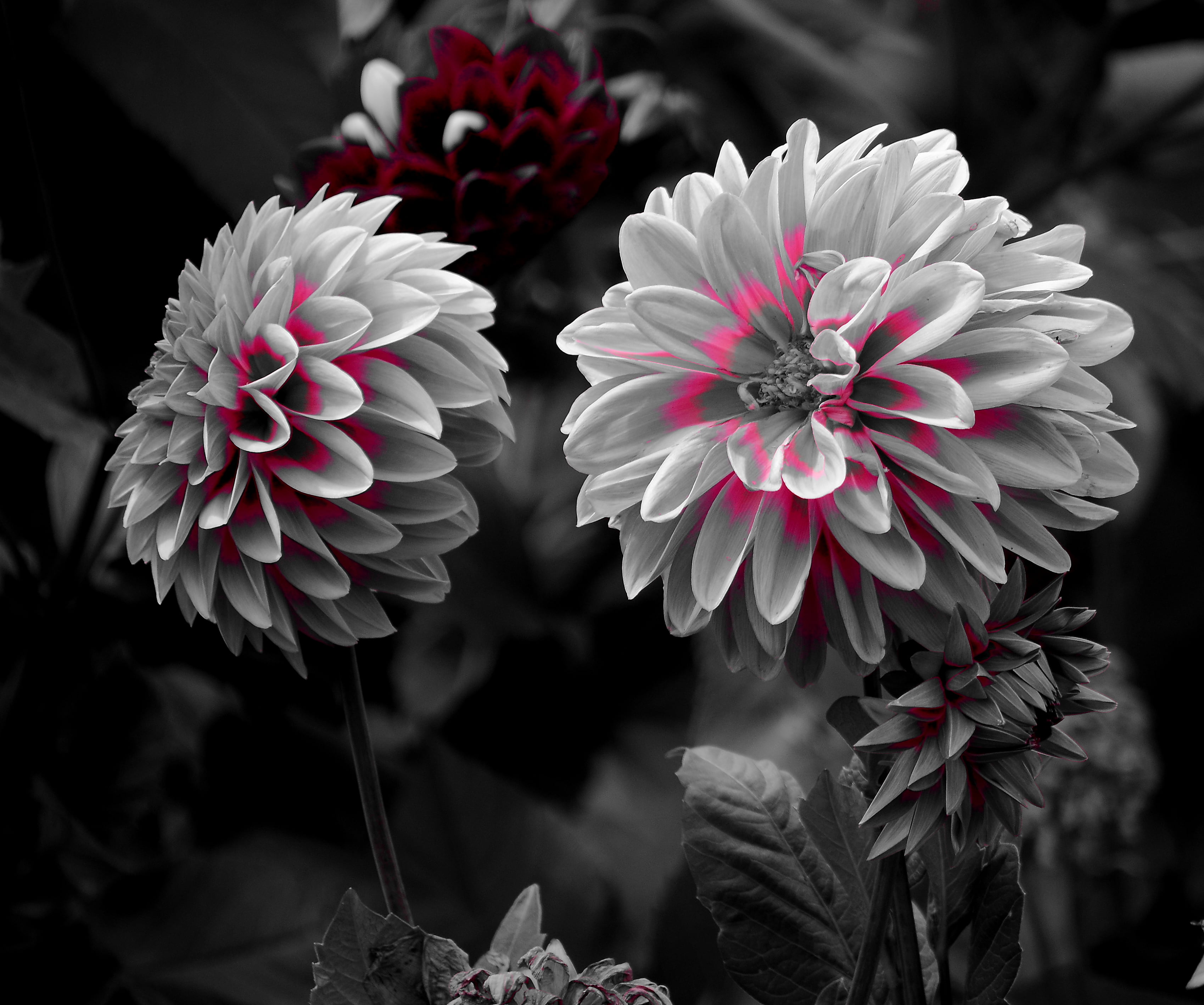 selective color photography of pink petaled flower, flores, nature