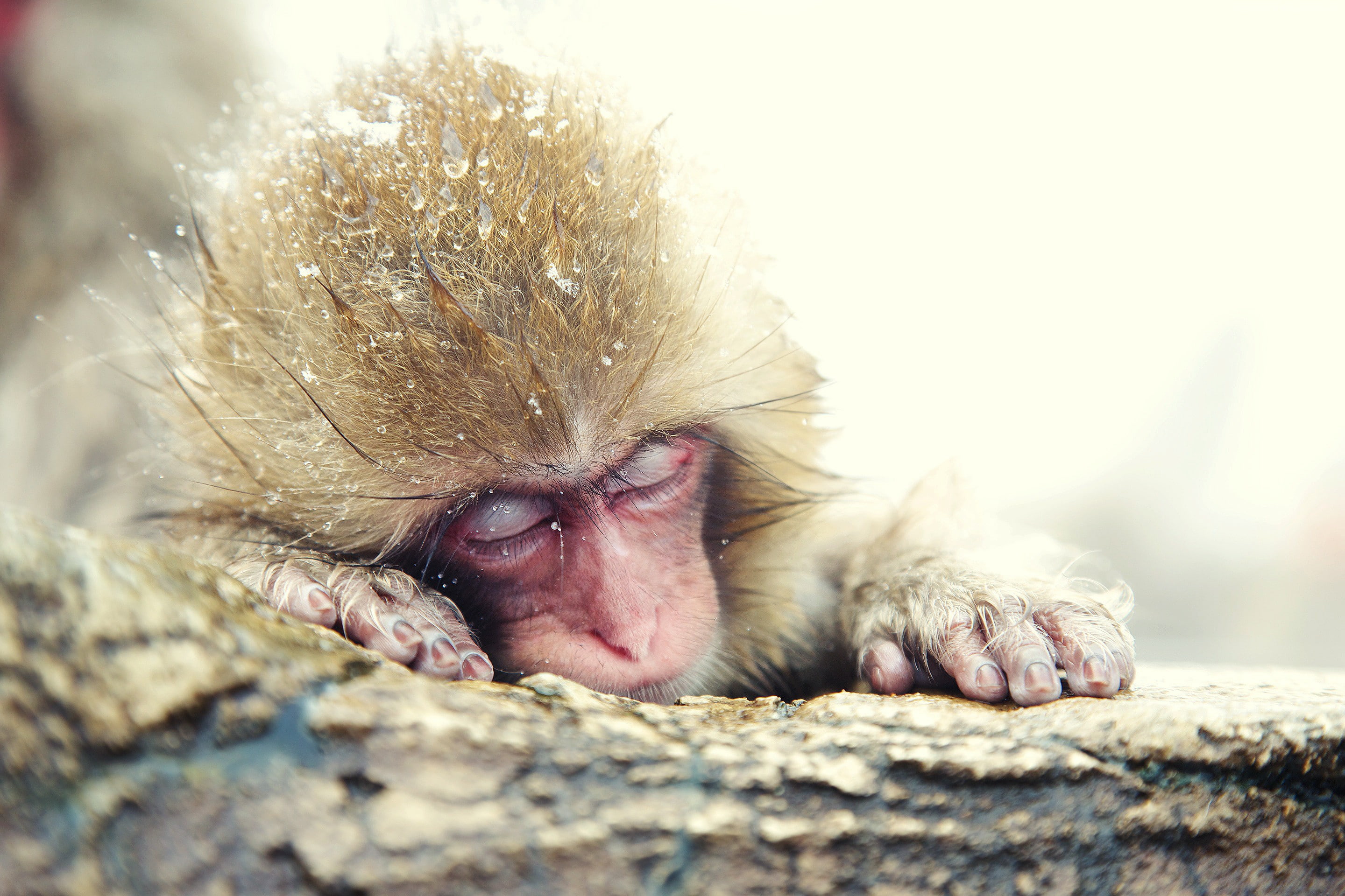 cute animals, Japanese macaque, monkey
