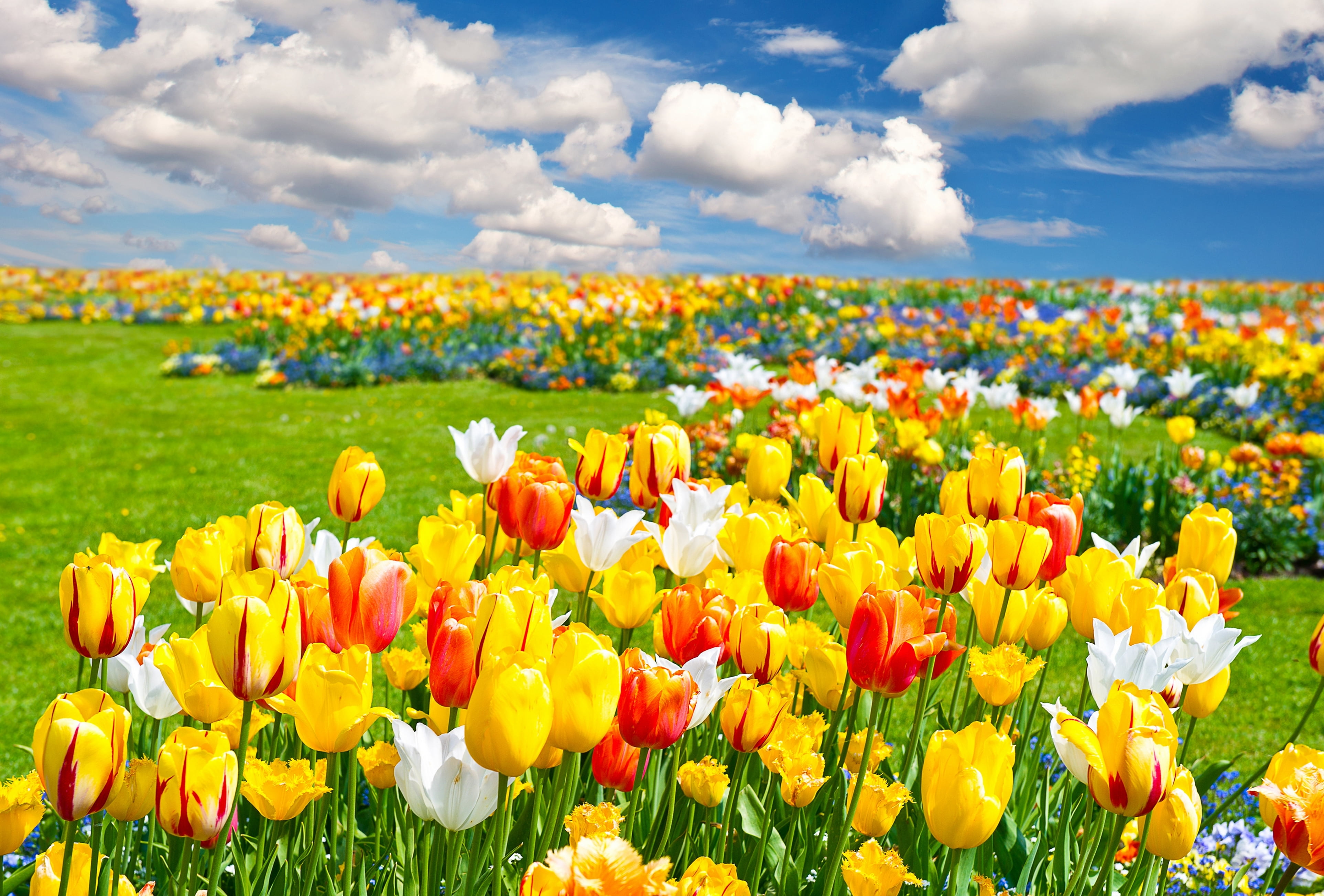 yellow,red, and white flower field, clouds, landscape, flowers