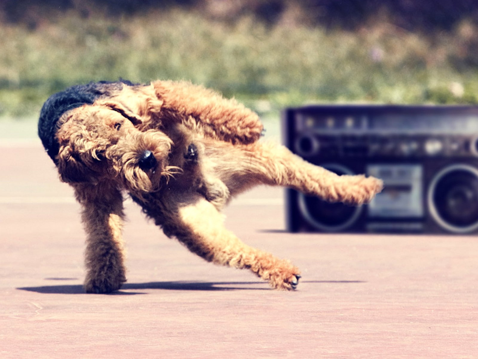 dancing, dog, music, Stereos