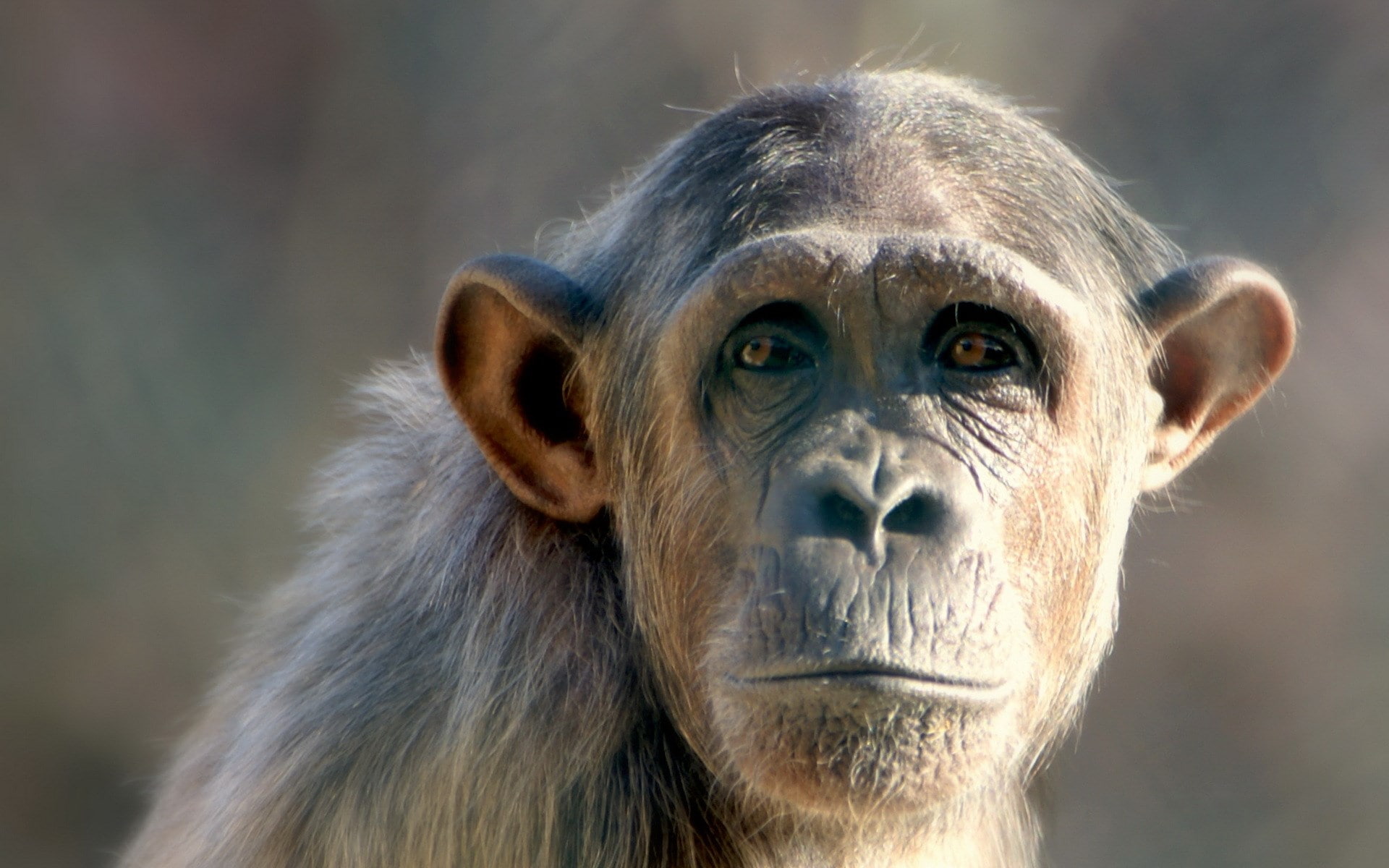 monkey